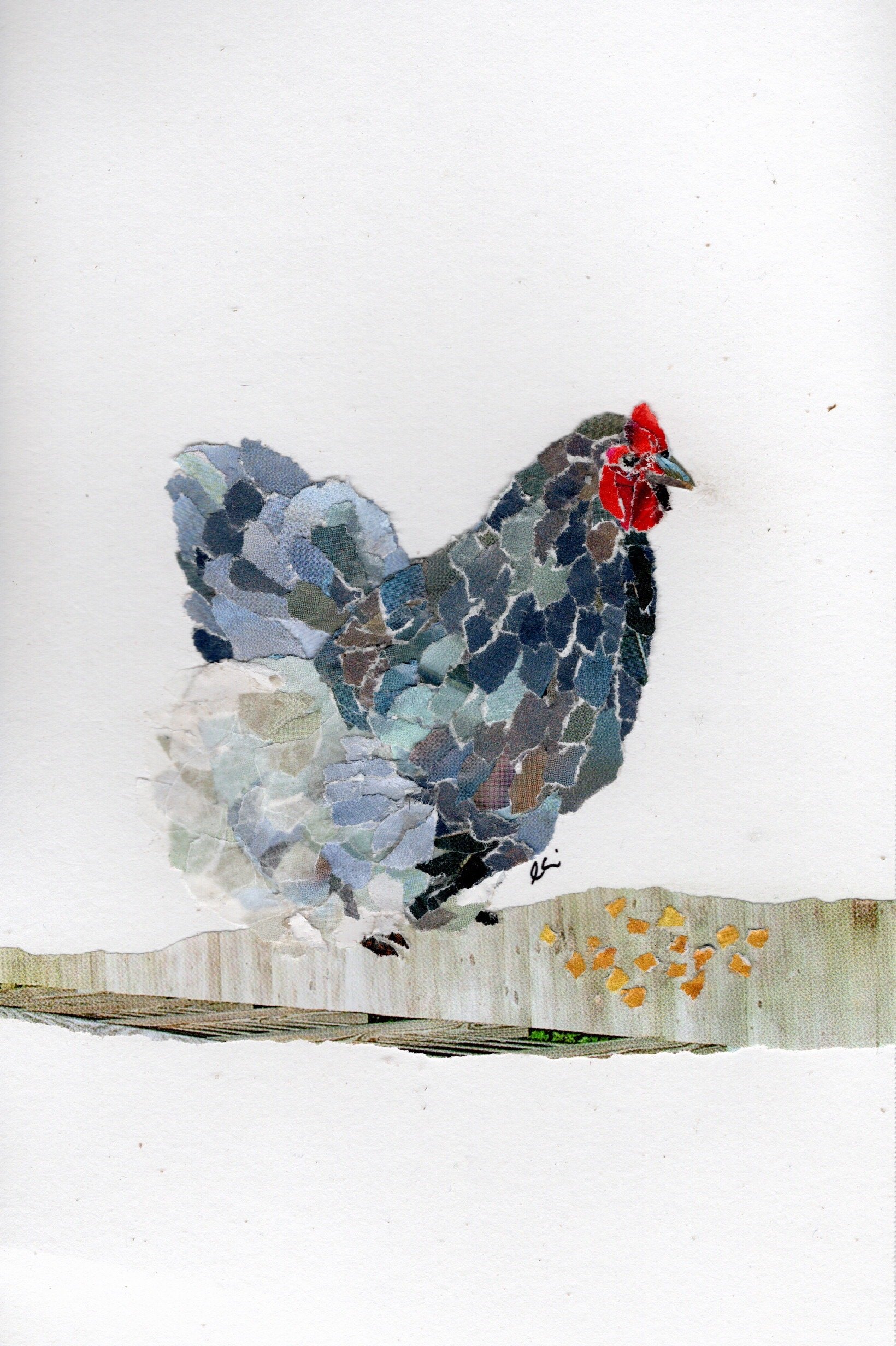 Blue Cochin Hen with Corn Kernels