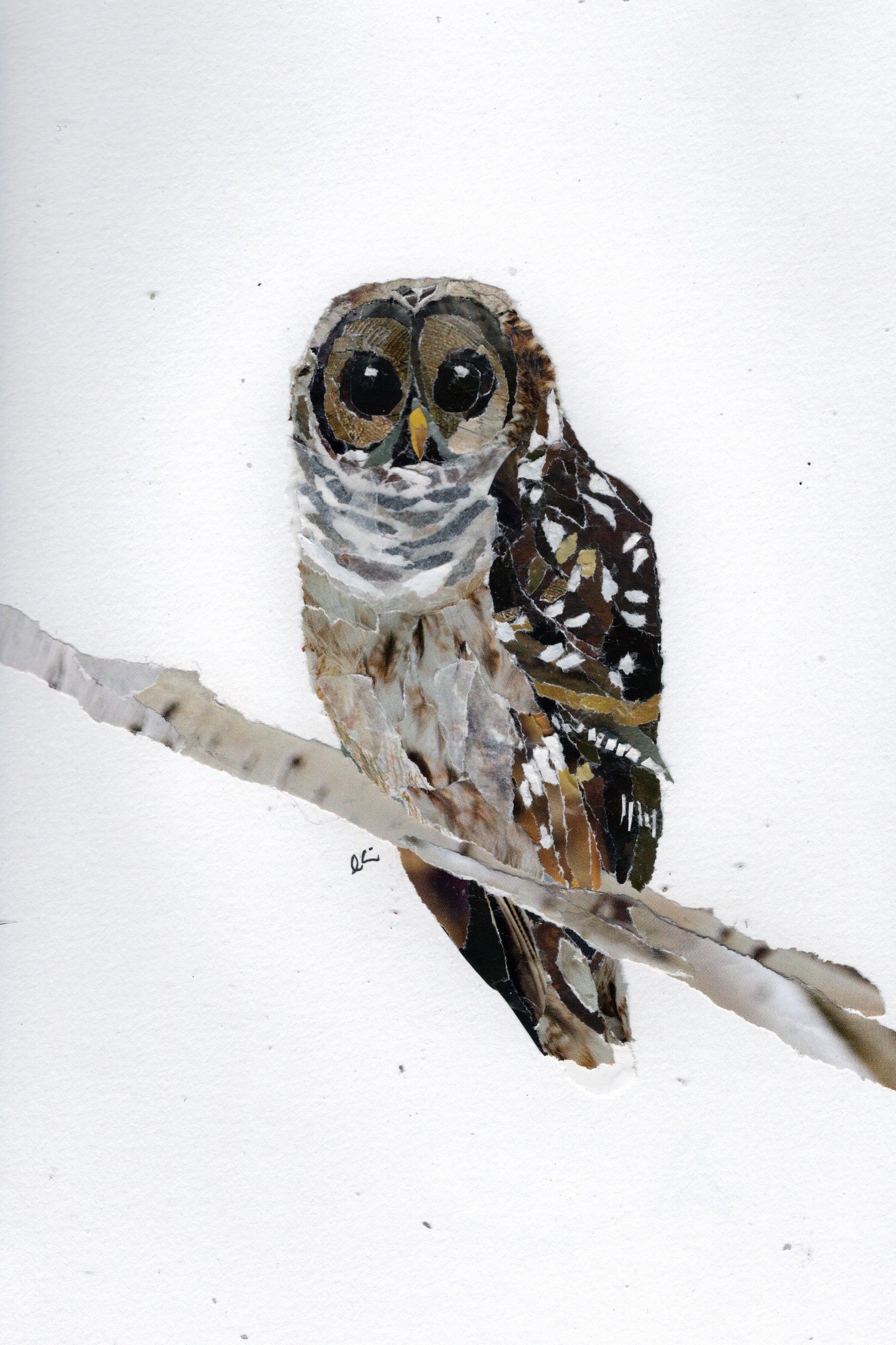 Barred Owl on a Branch
