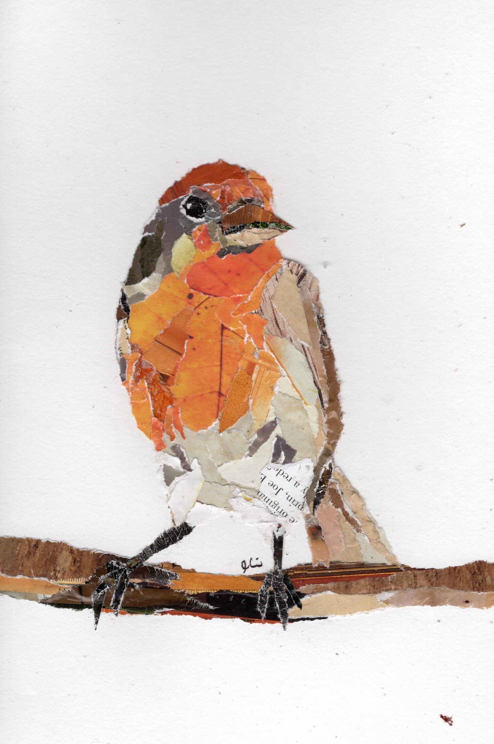 Orange Coloured Finch on a Branch