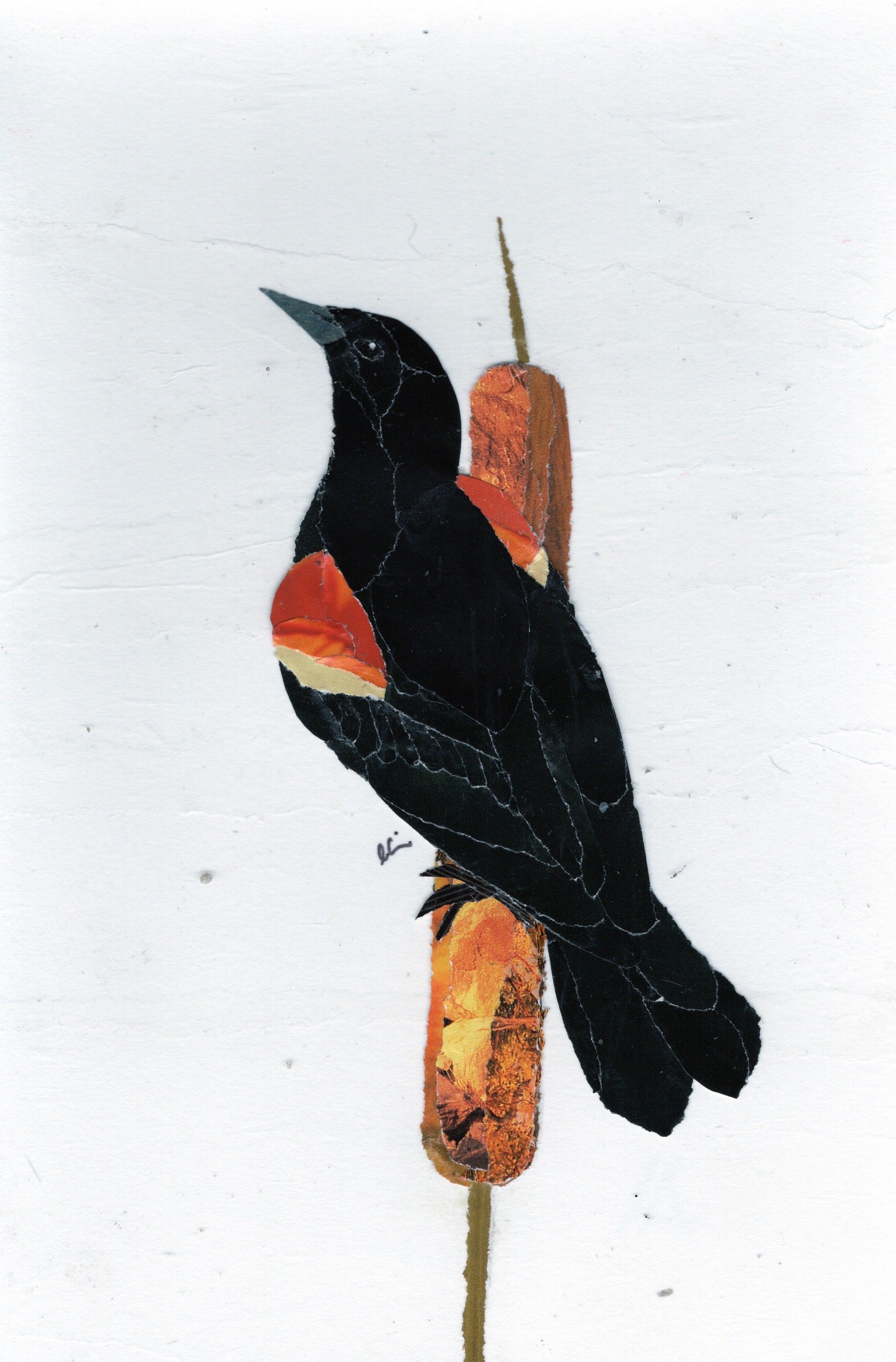 Red Winged Blackbird on a Bullrush