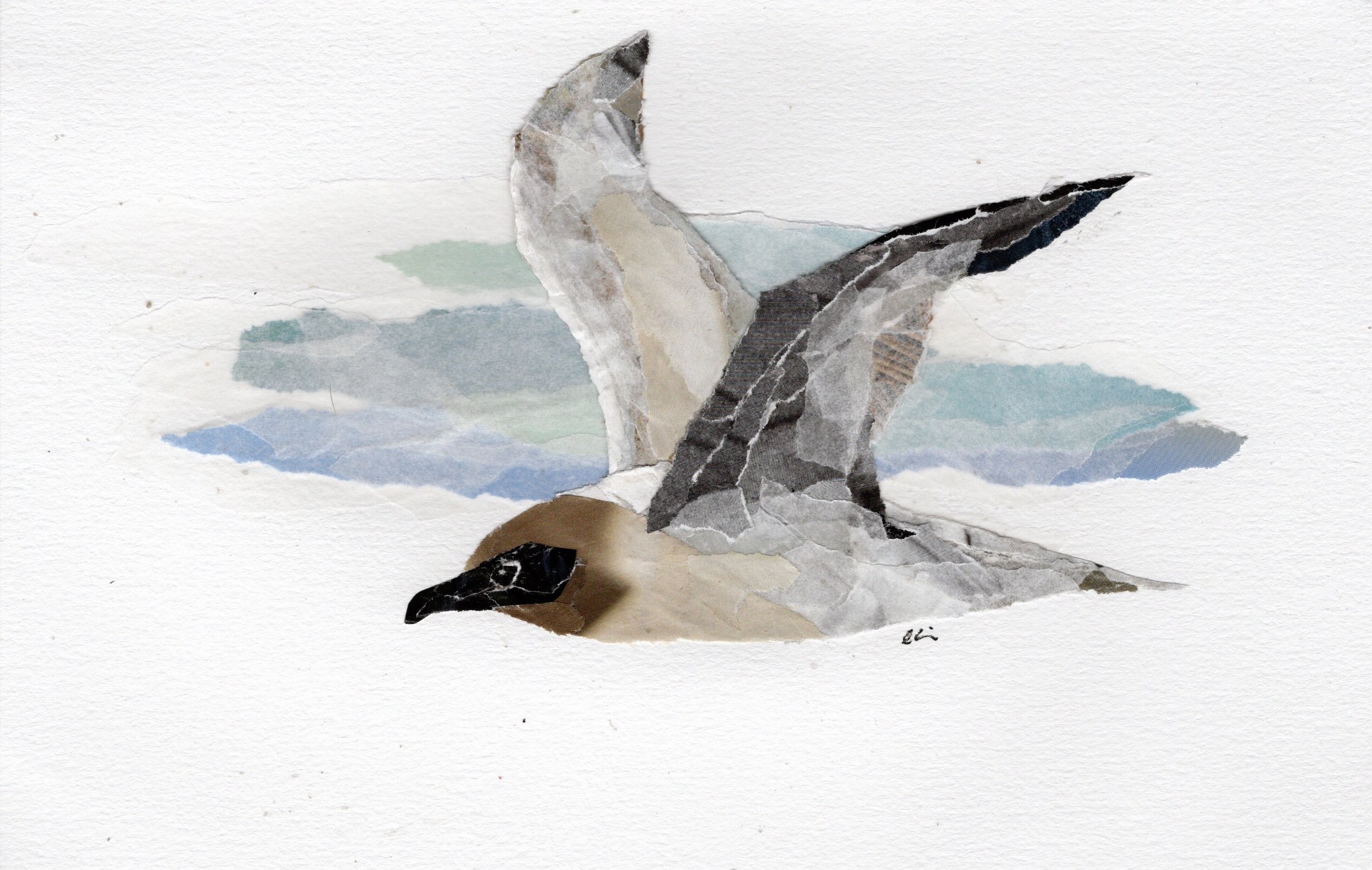 Light Mantled Albatross Flying Through the Air