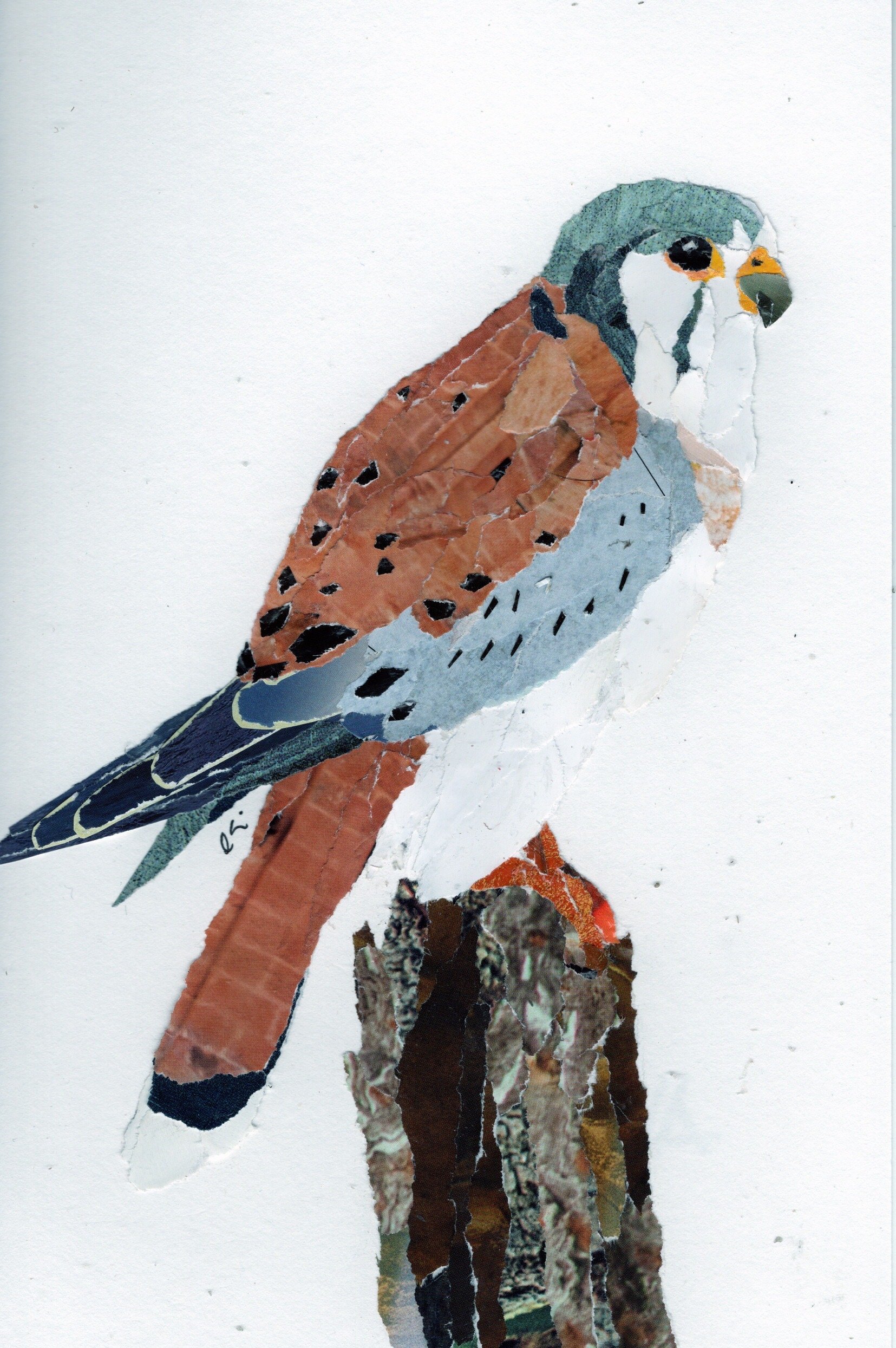 Kestrel on a Small Stump