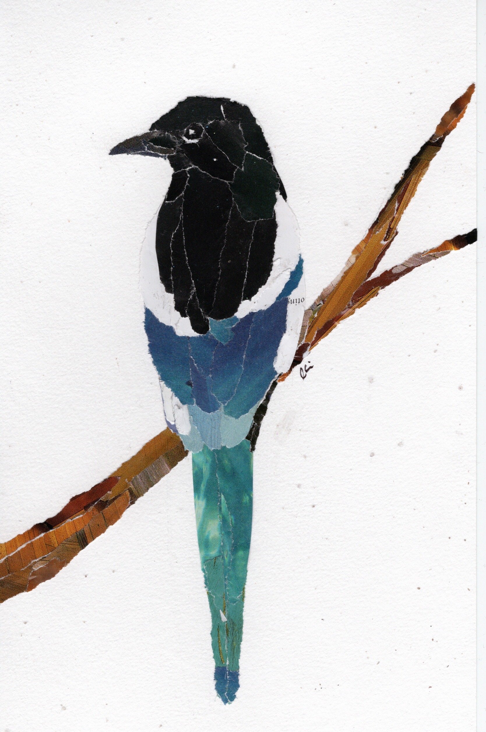 Black Billed Magpie on a Branch