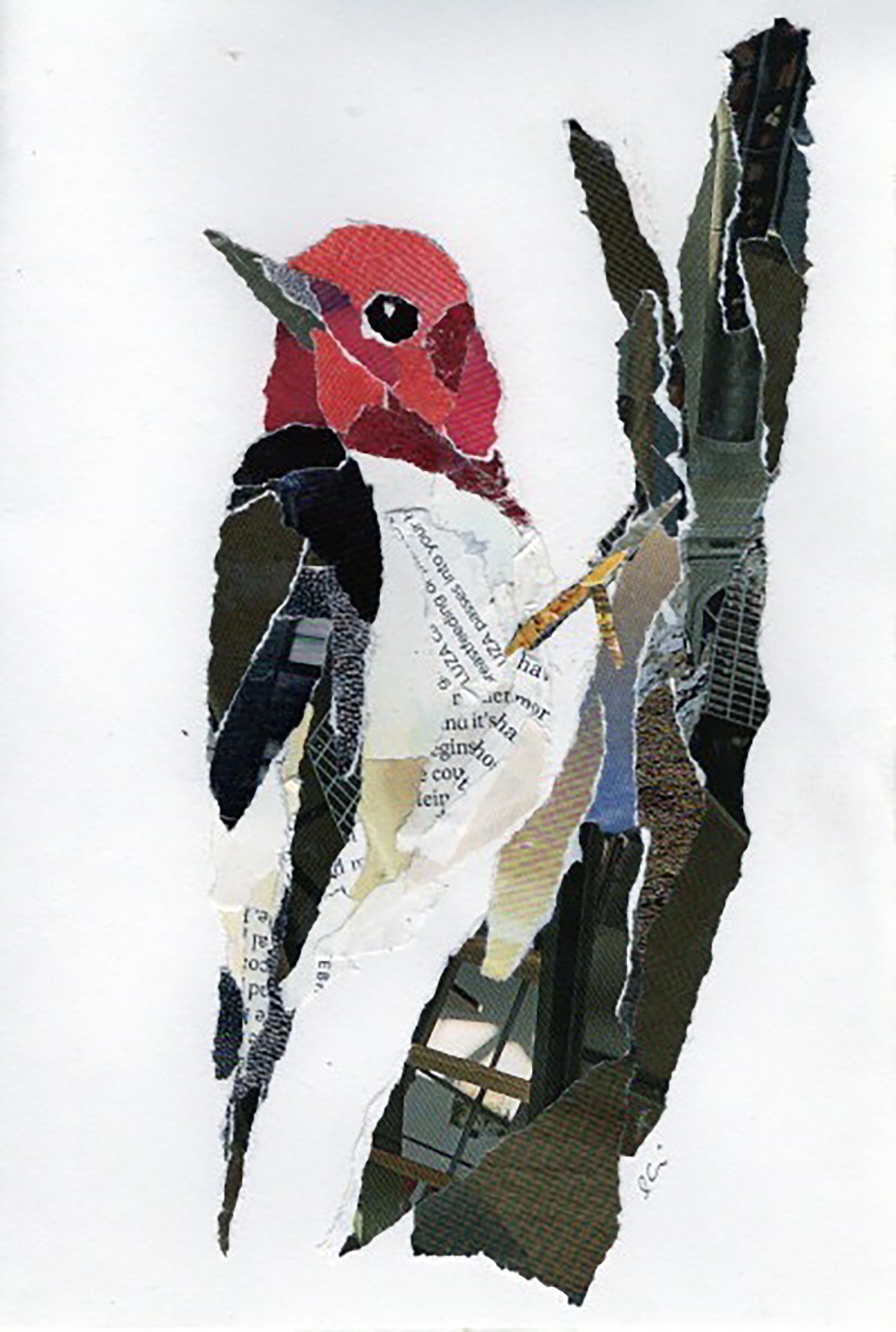 Red Headed Woodpecker on a Branch
