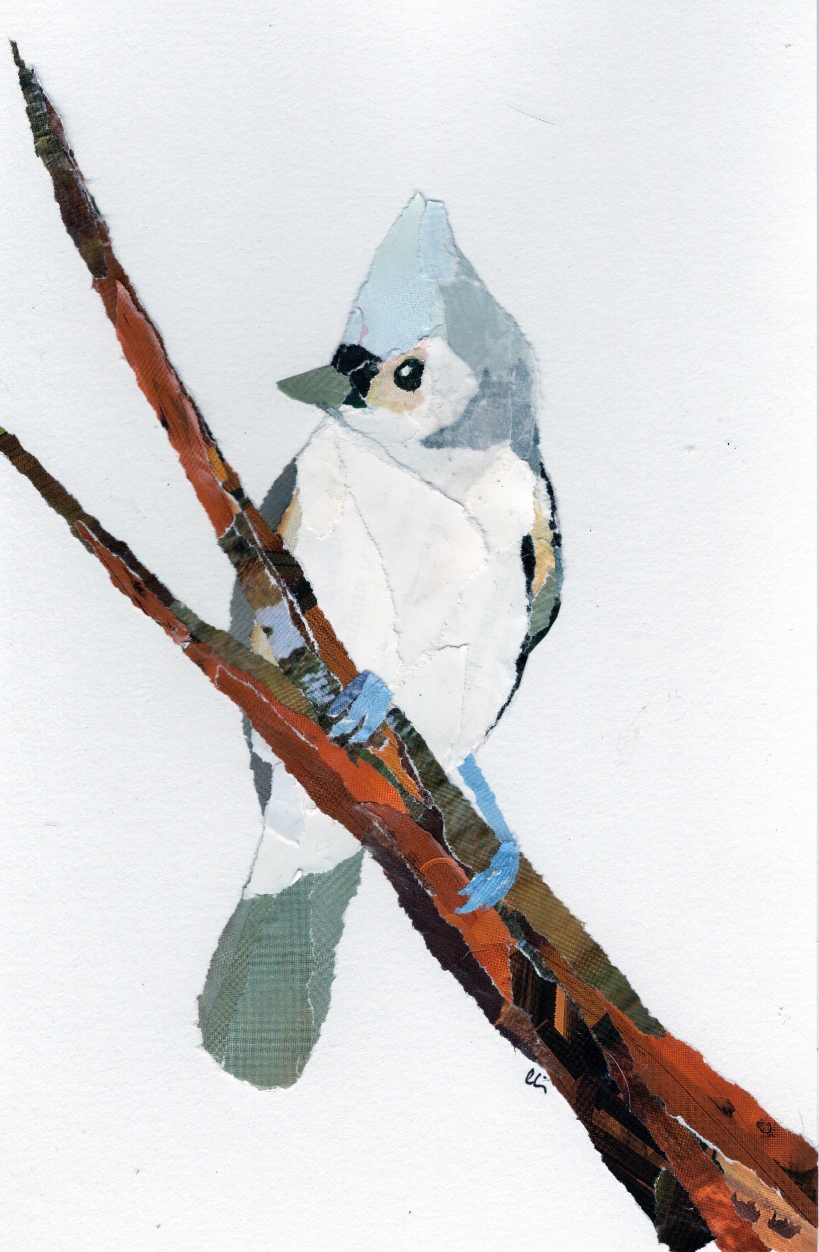 Tufted Titmouse on a Branch