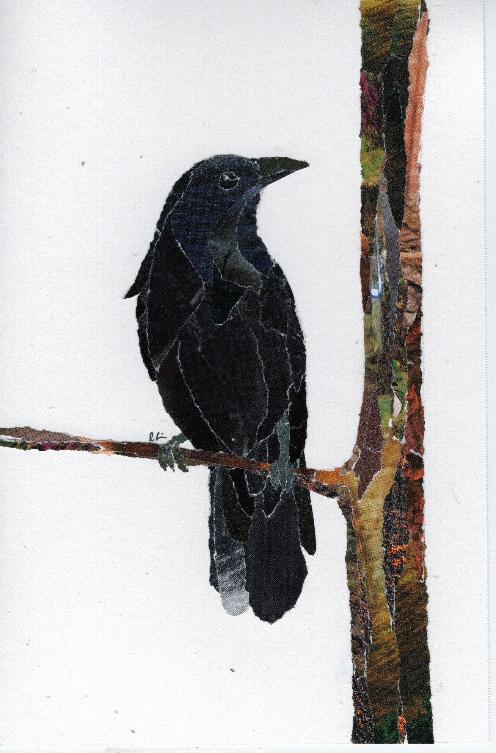 Crow Sitting in a Tree