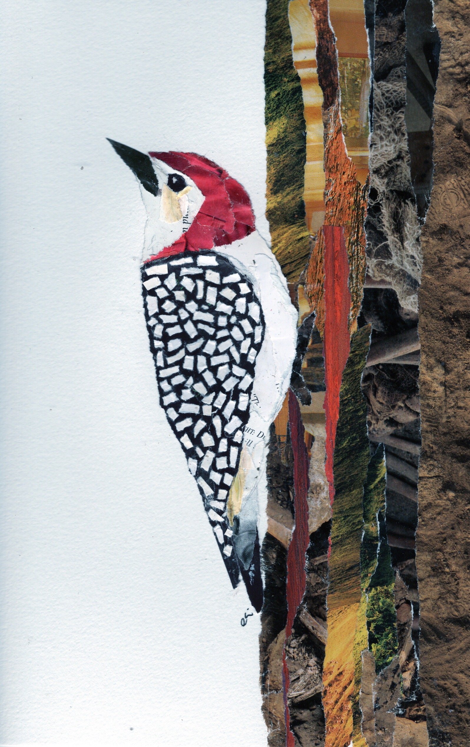 Red Bellied Woodpecker on a Tree Trunk