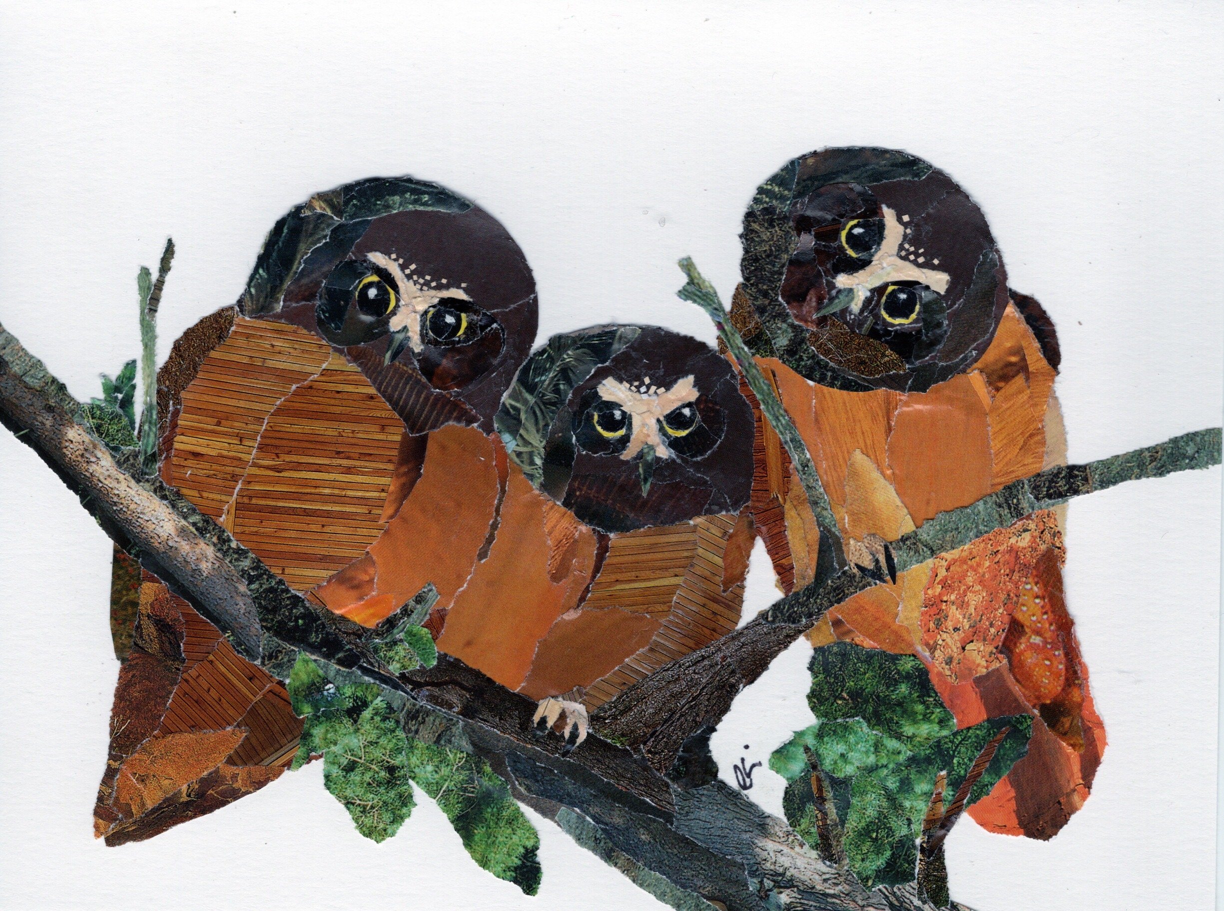 Three Saw Whet Owls on a Branch