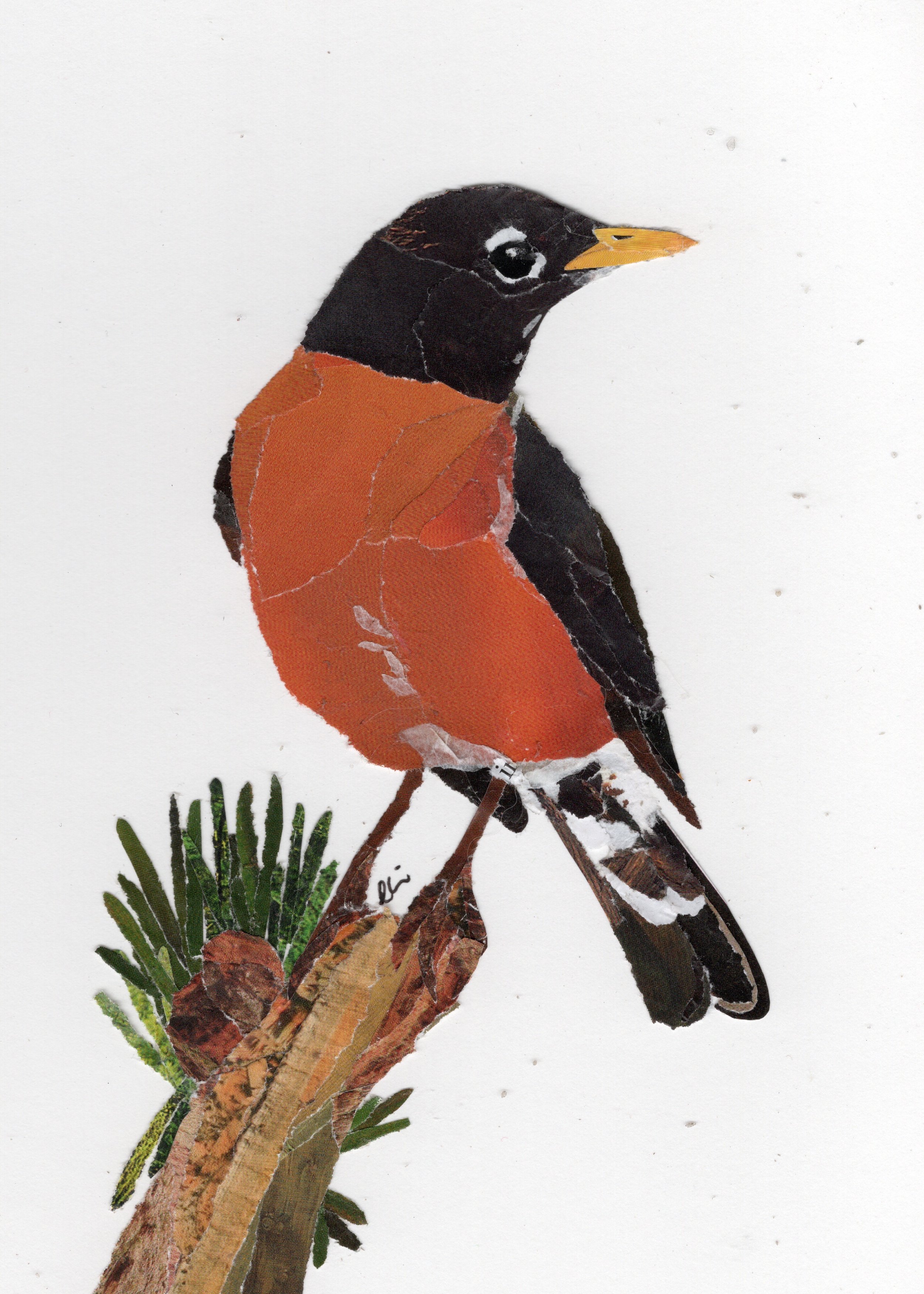 American Robin with Pine Needles and Cone