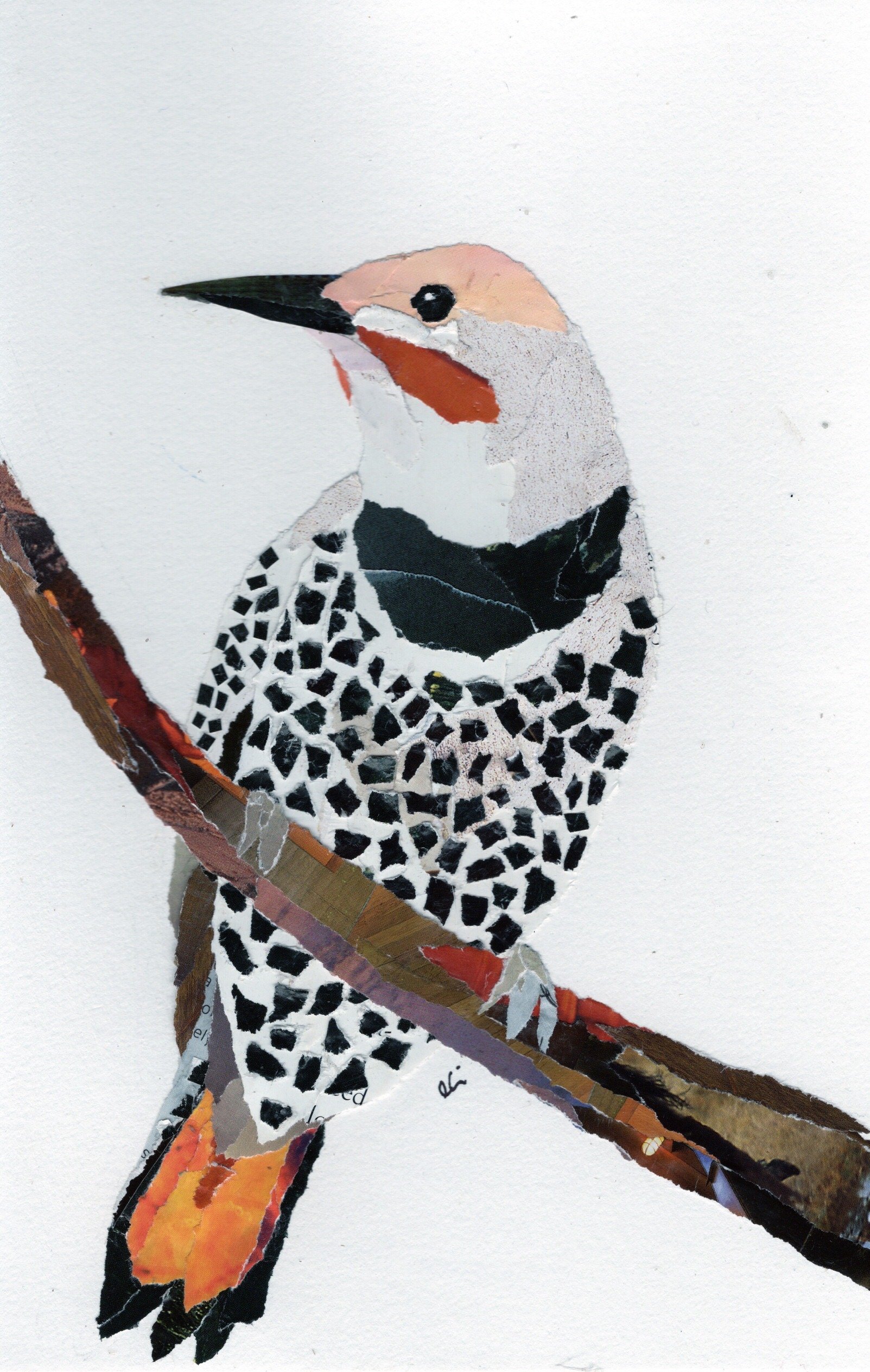 Northern Flicker on a Branch
