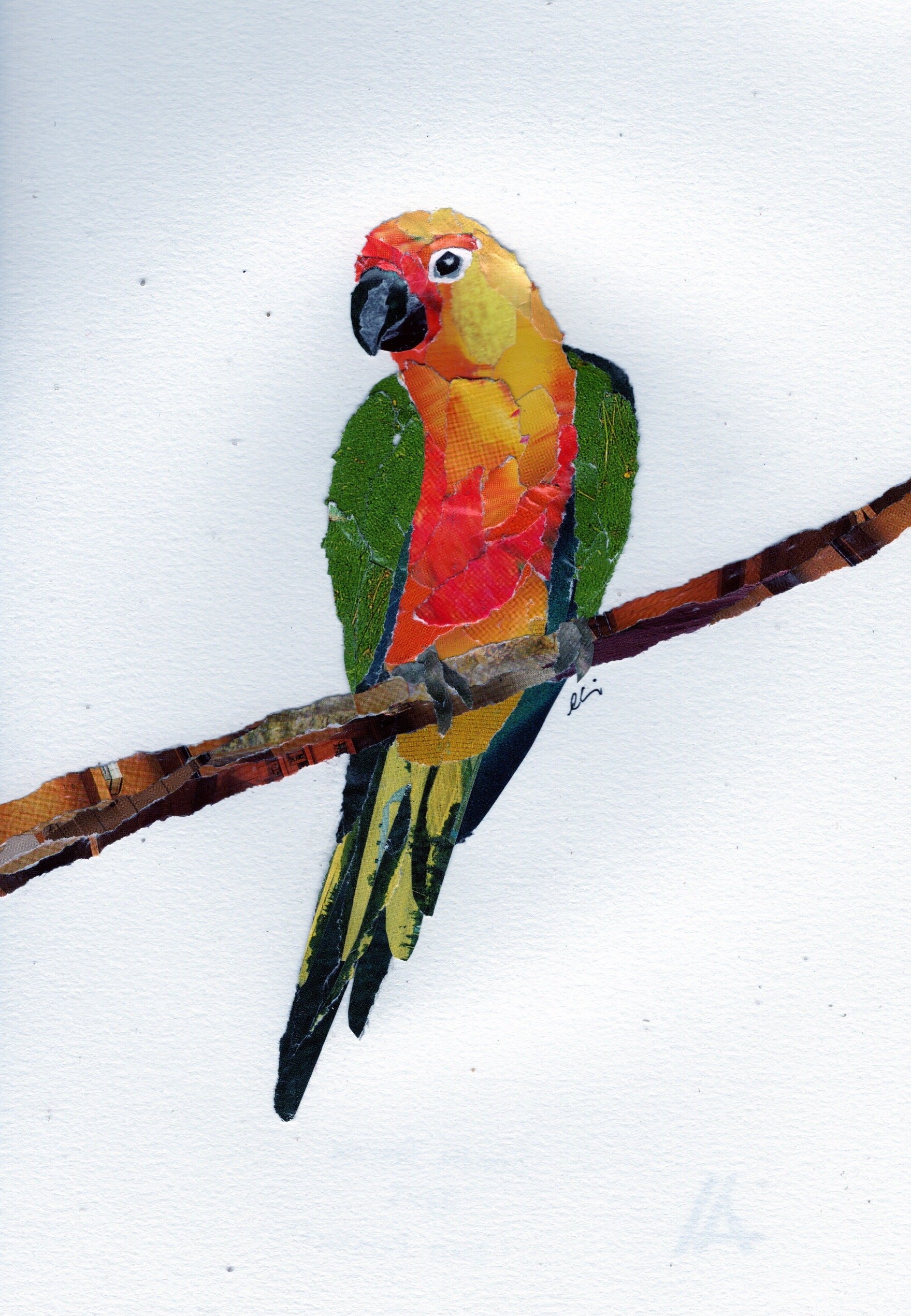 Sun Parakeet on a Branch