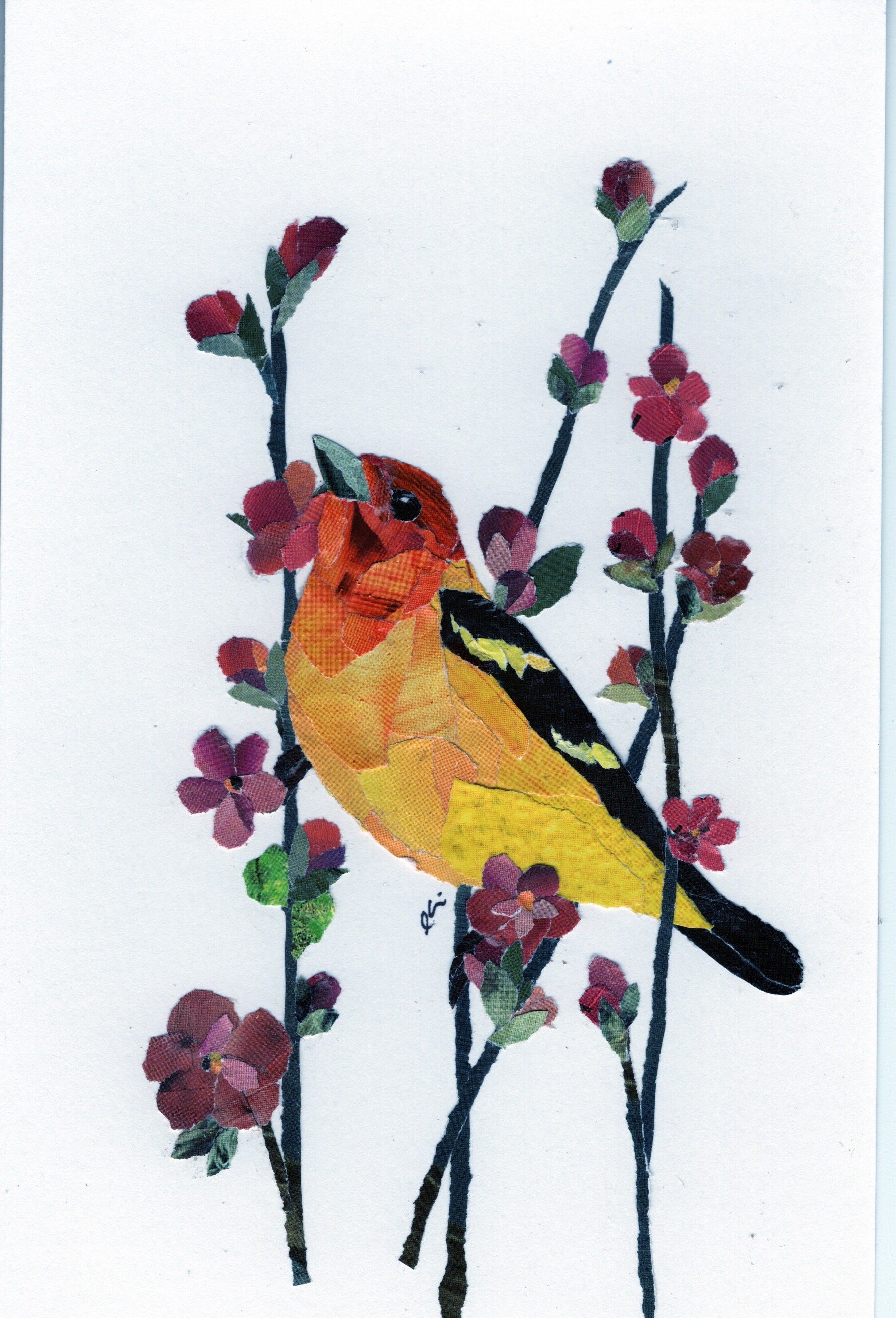 Western Tanager Sitting Among Small Pink Flowers