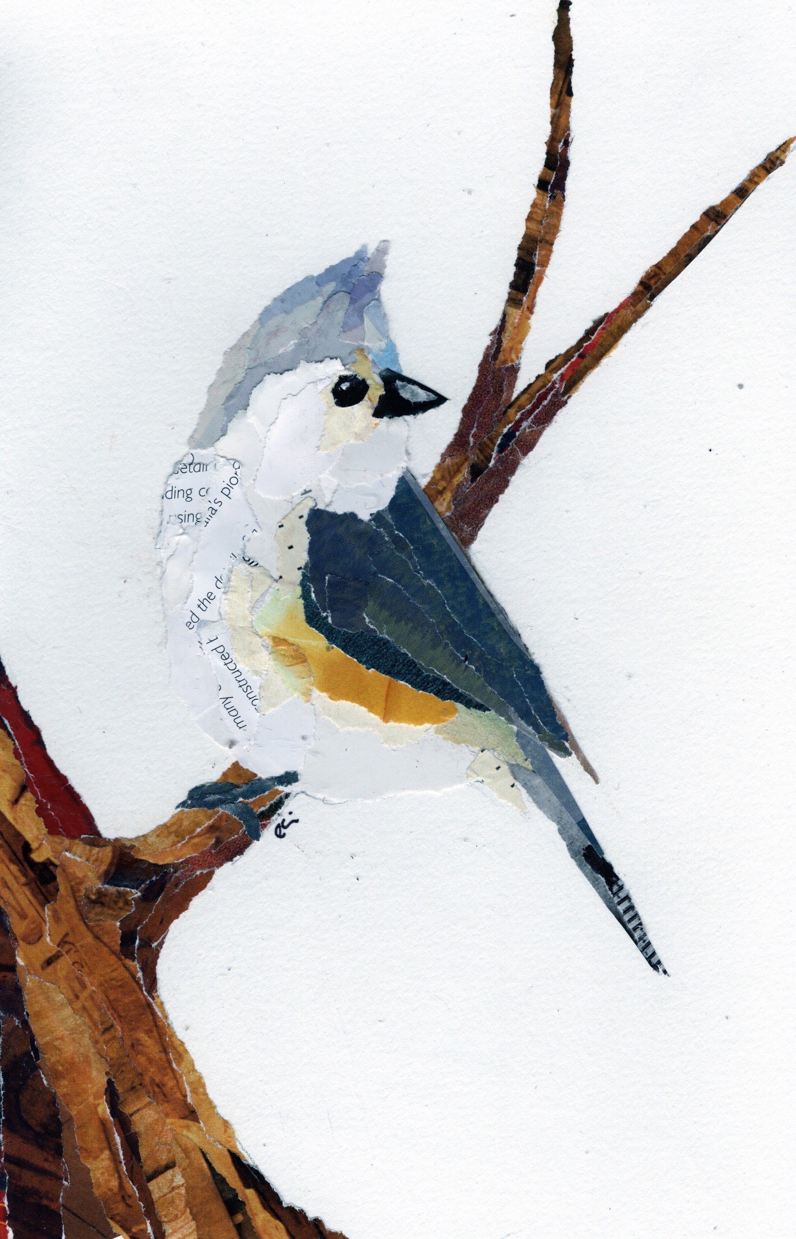 Tufted Titmouse on a Branch