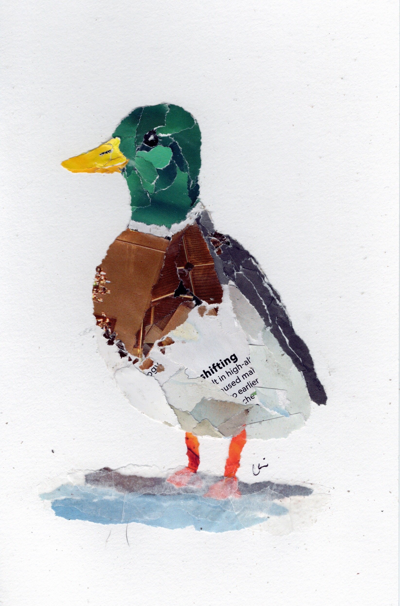 Male Mallard Duck Standing in Shallow Water