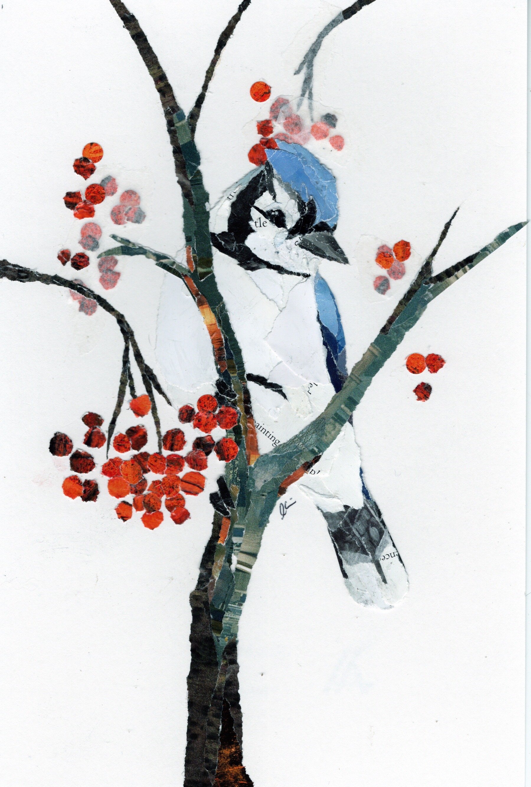 Blue Jay #14 (5x7)