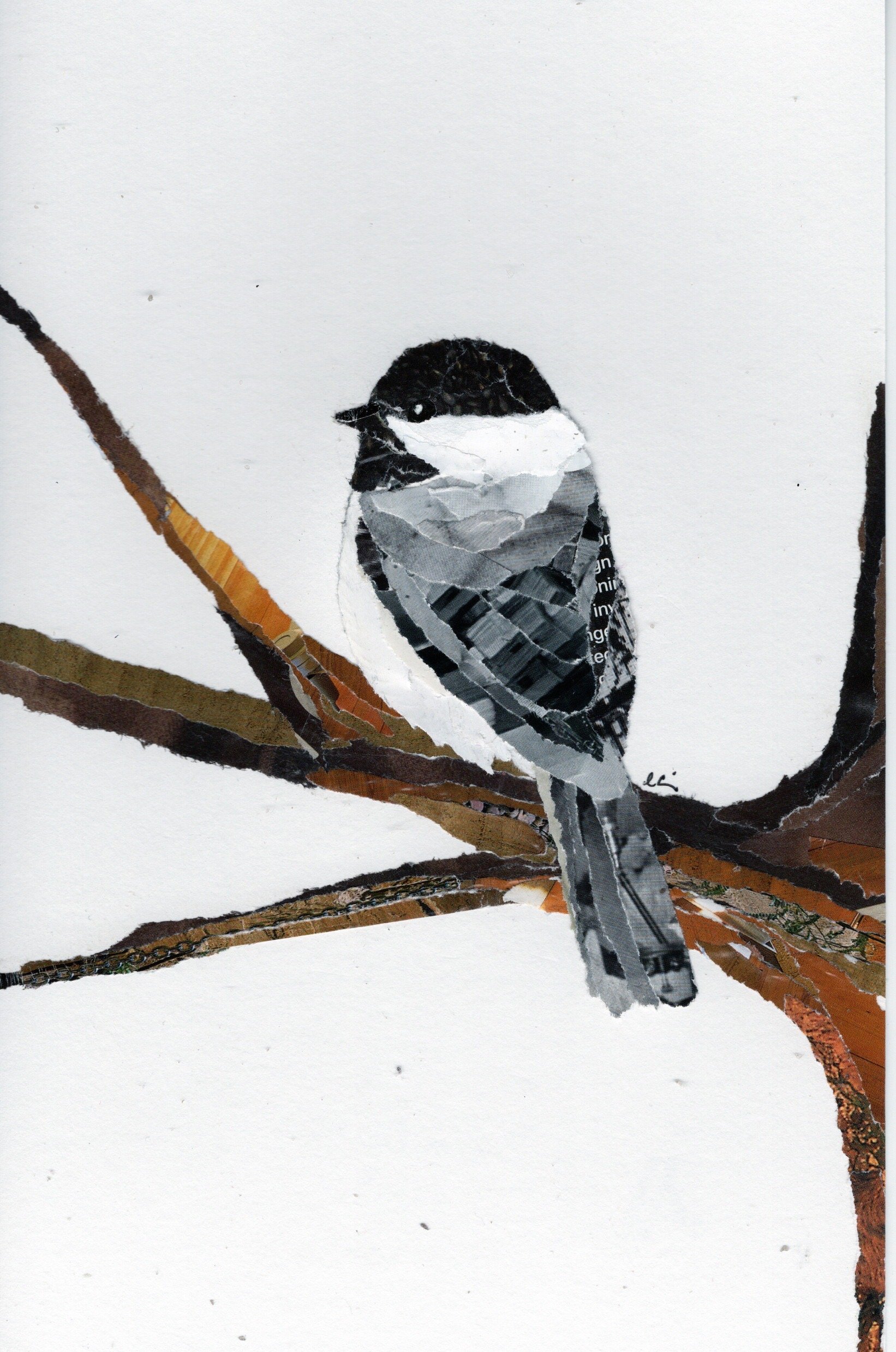 Chickadee Sitting on a Branch
