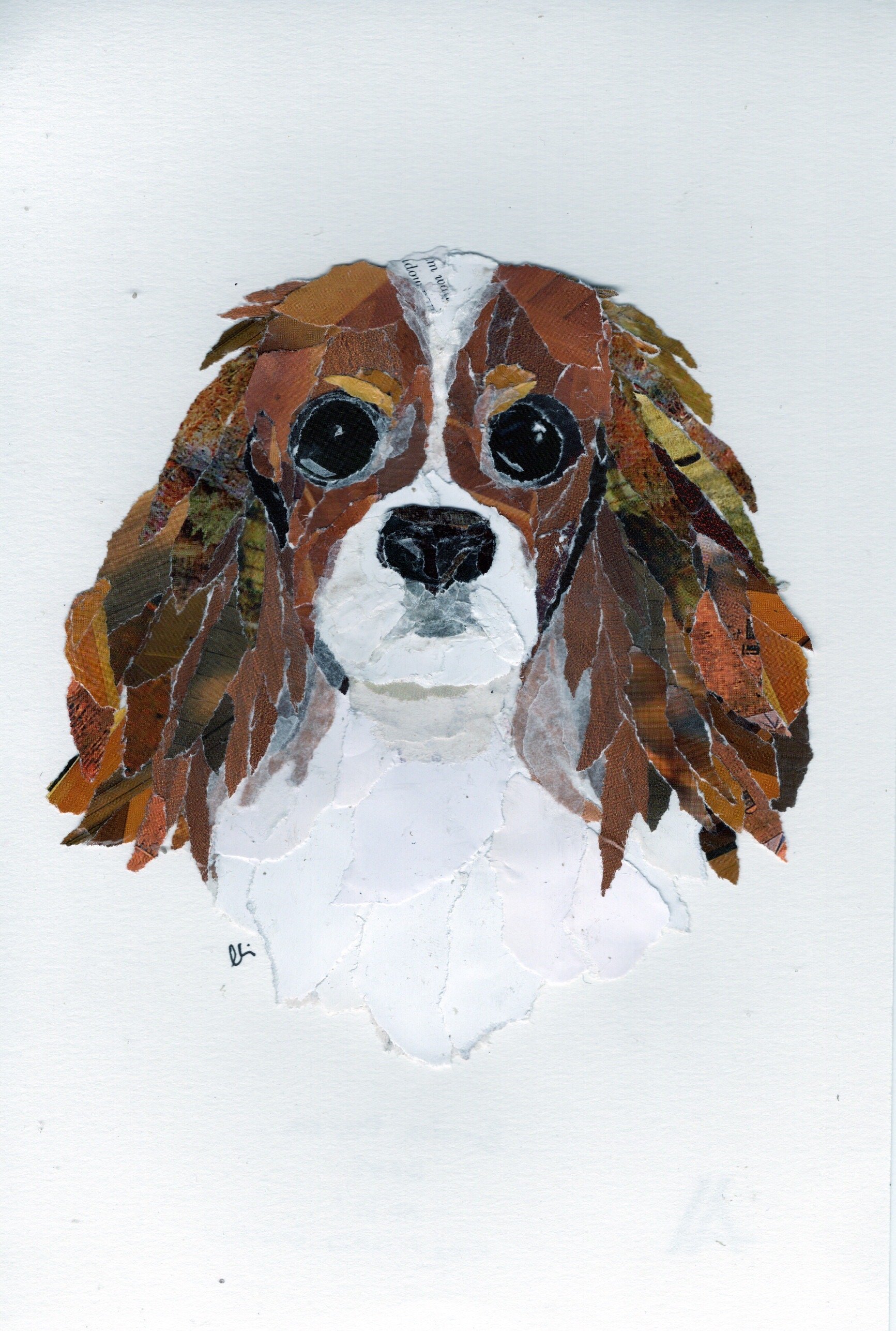 Bust of a King Charles Cavalier Dog with Long Brown Ears