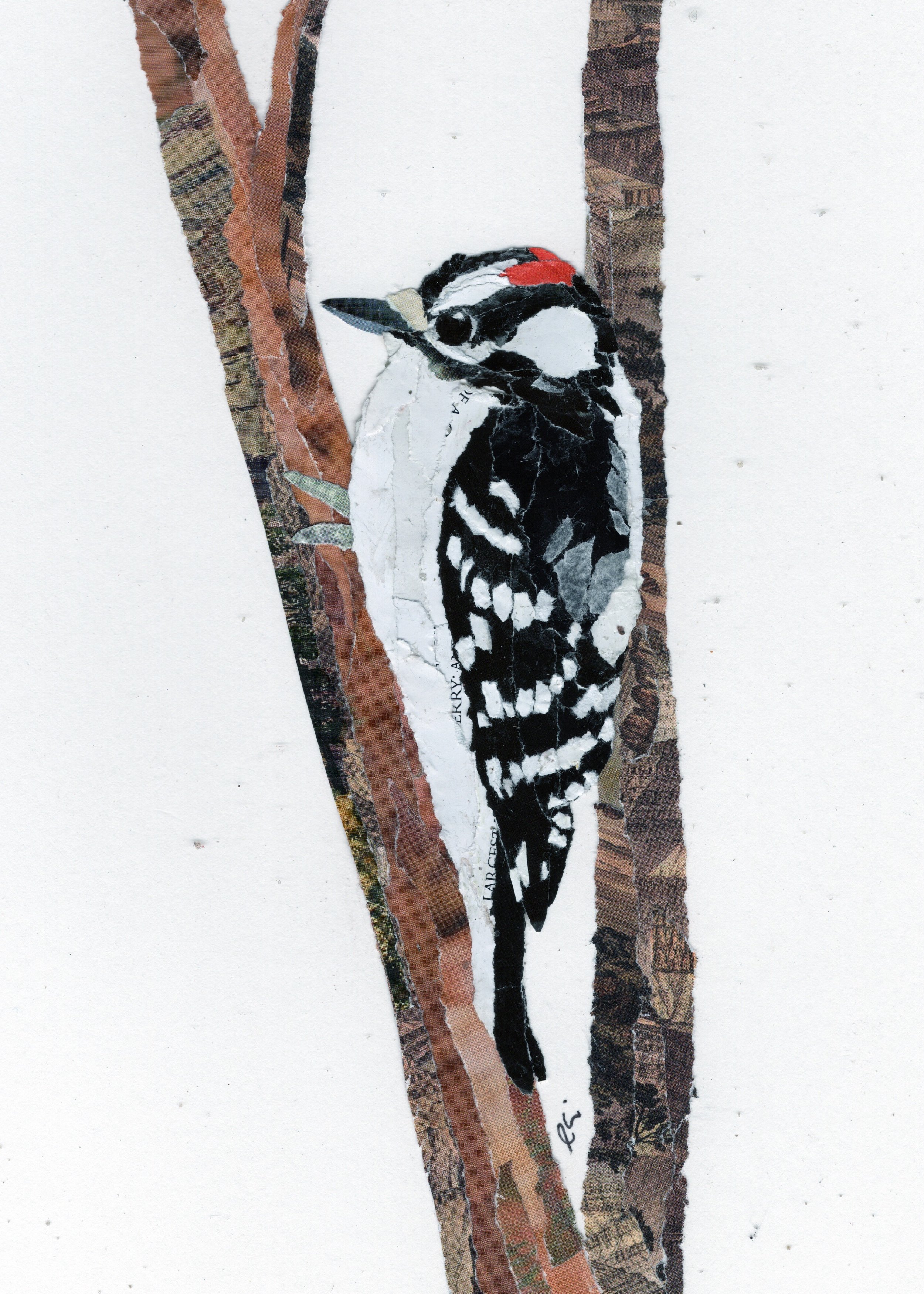 Hairy Woodpecker on a Skinny Tree