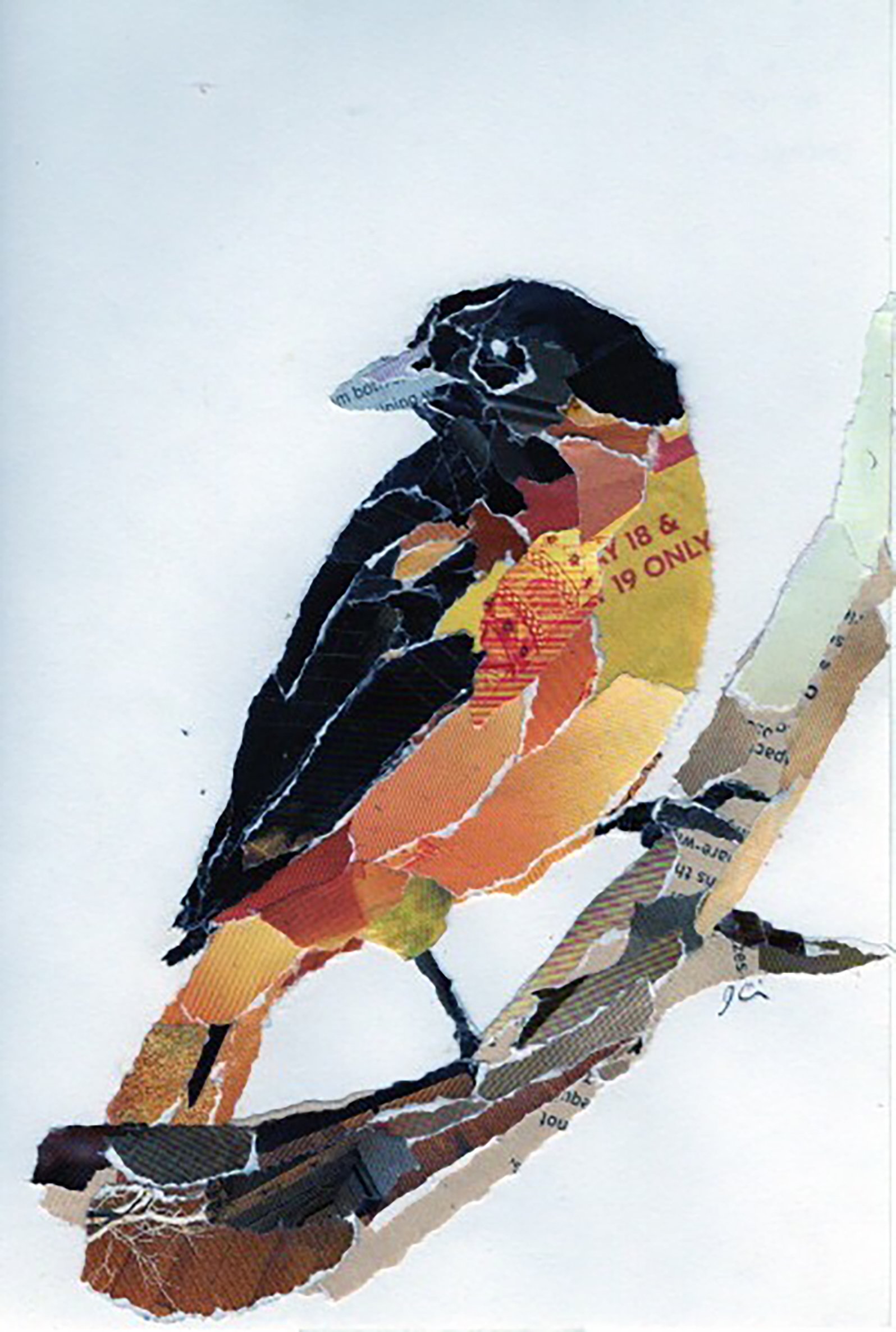Baltimore Oriole on a Branch