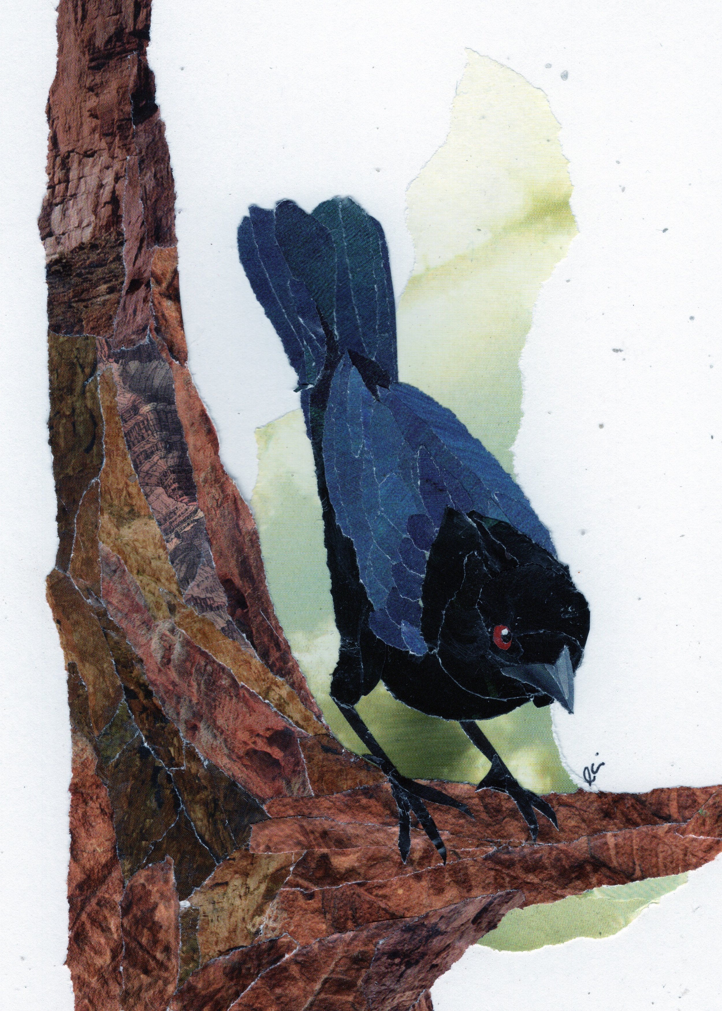Bronzed Cowbird on a Branch
