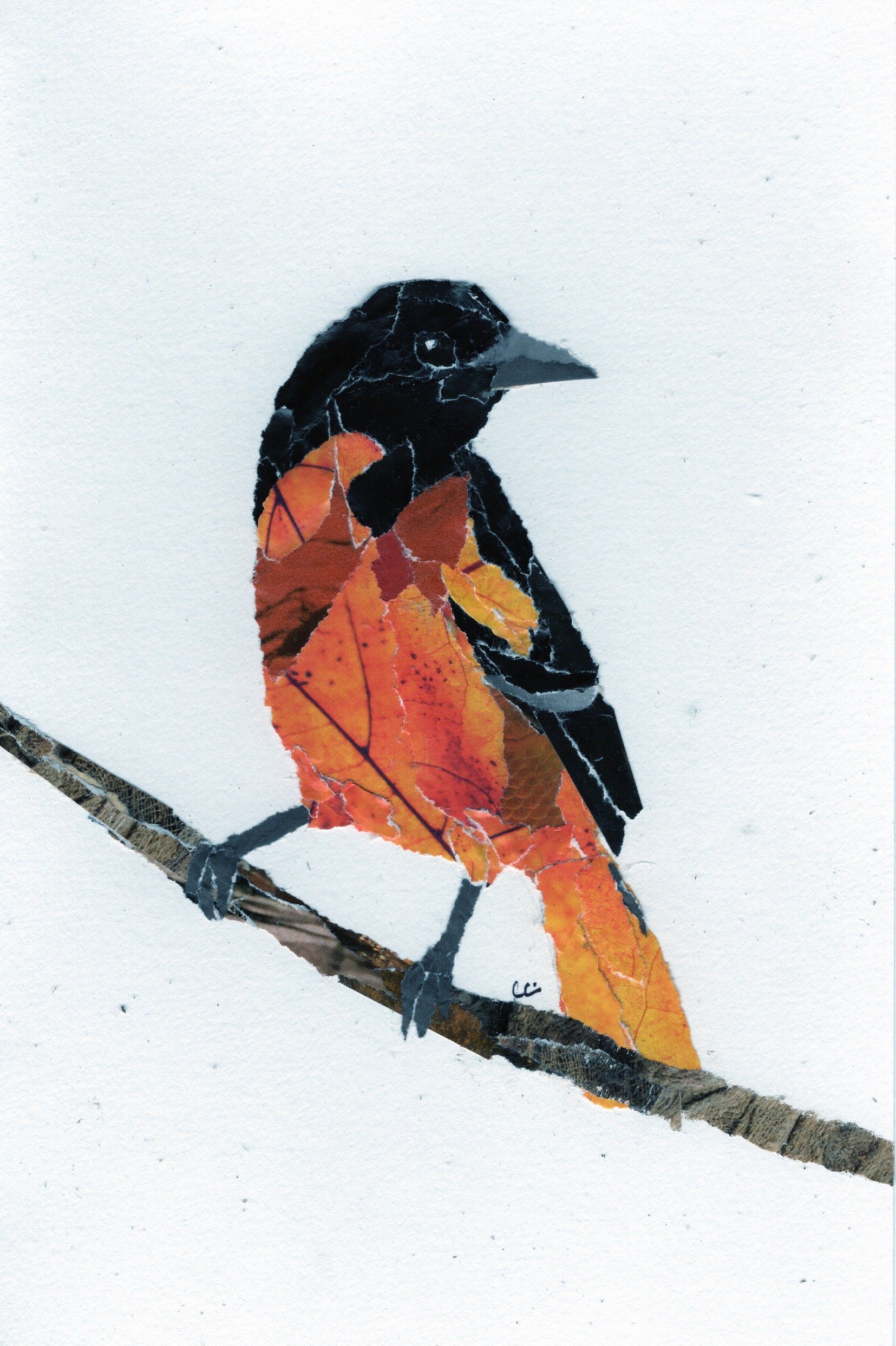 Baltimore Oriole on a Branch