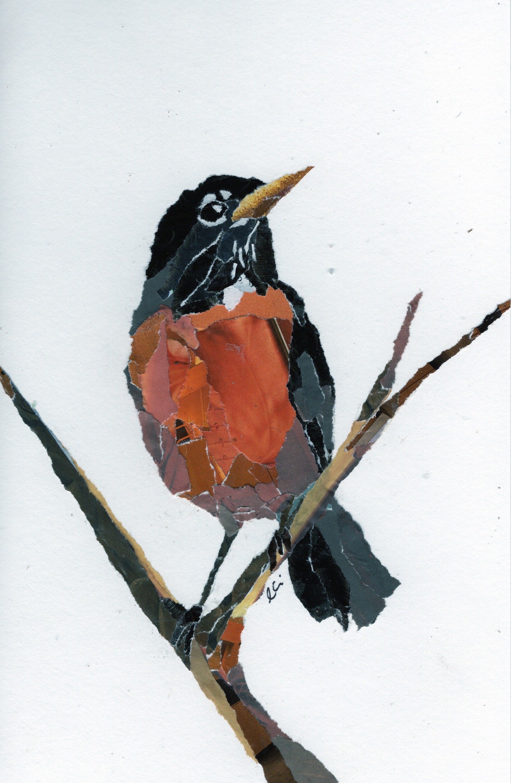 American Robin in a Branch