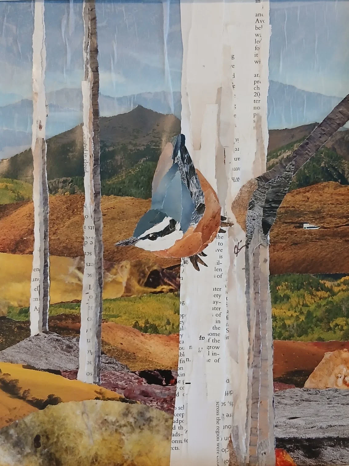 Red Breasted Nuthatch