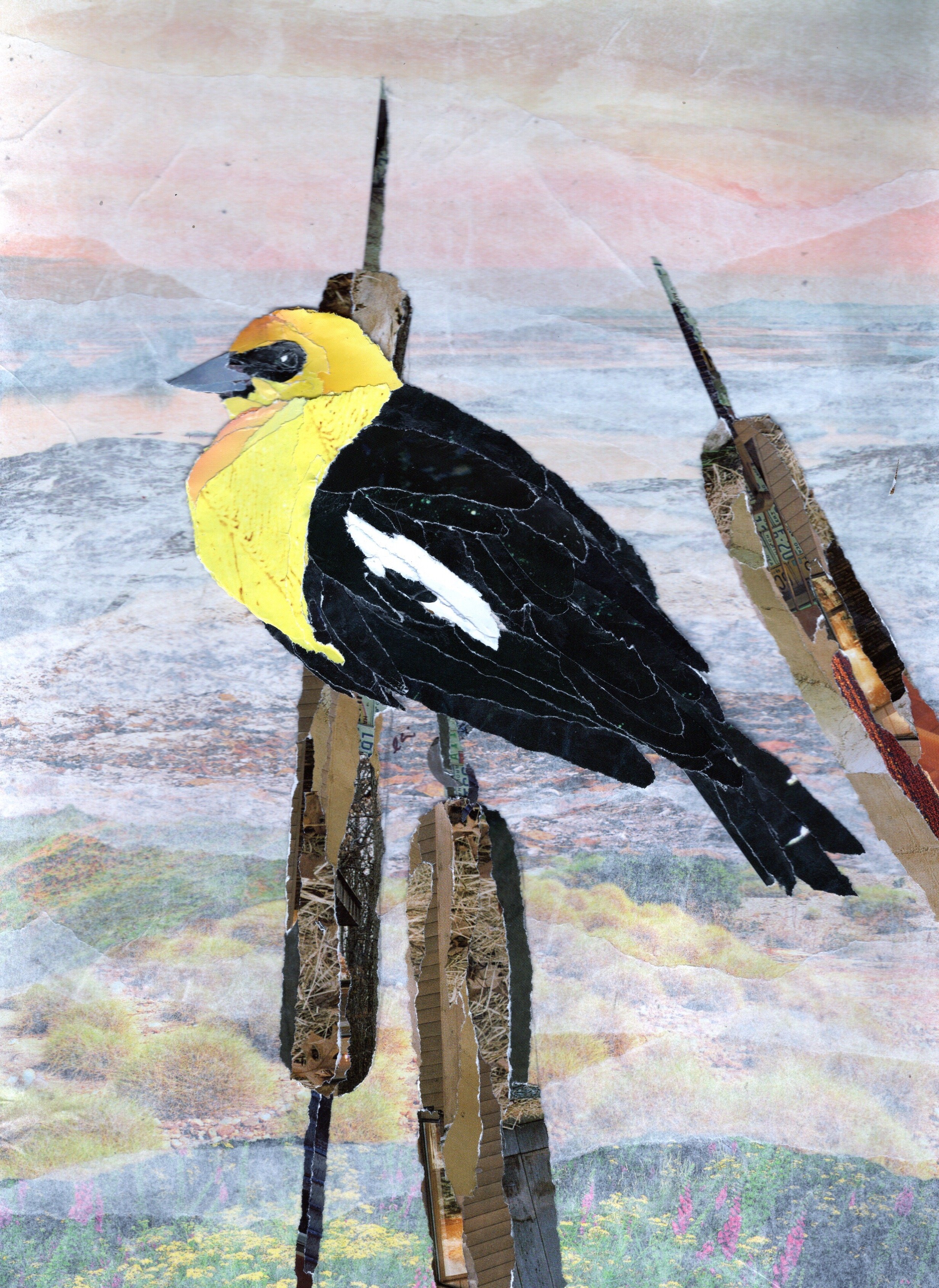 Yellow Headed Blackbird on a Bullrush