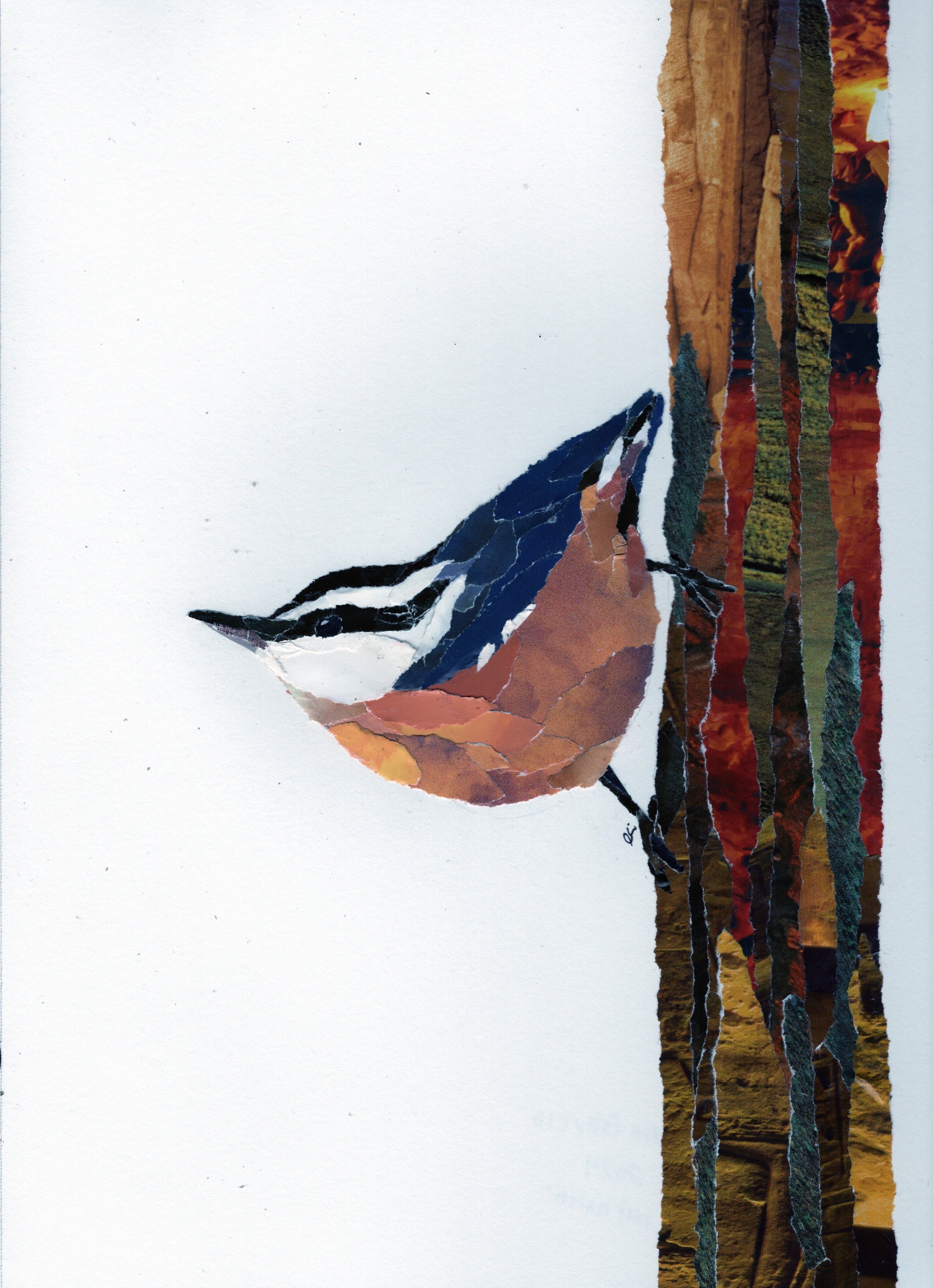 Red Breasted Nuthatch on the Side of a Tree
