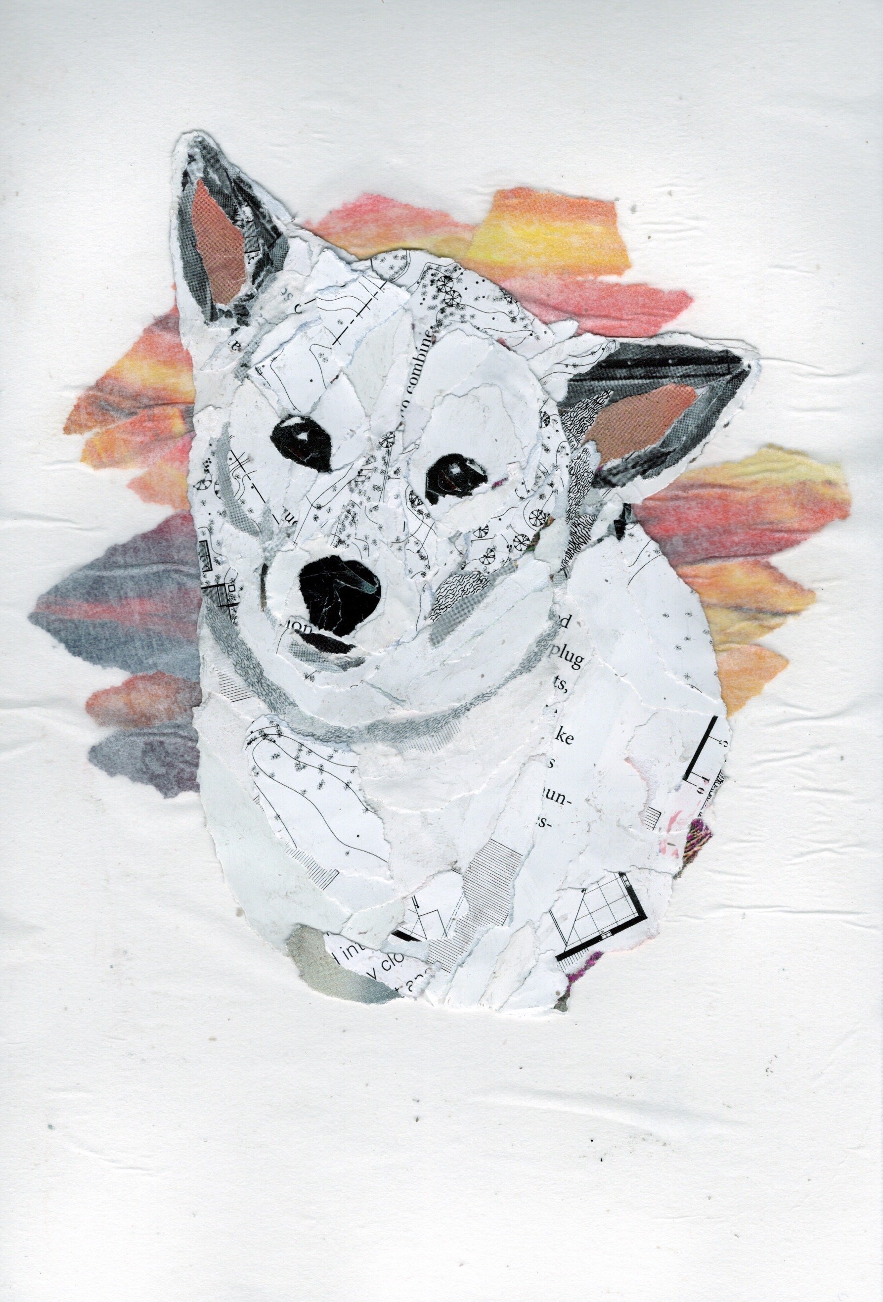 Bust of a Small White Dog with Grey Pointy Ears on a Colourful Background