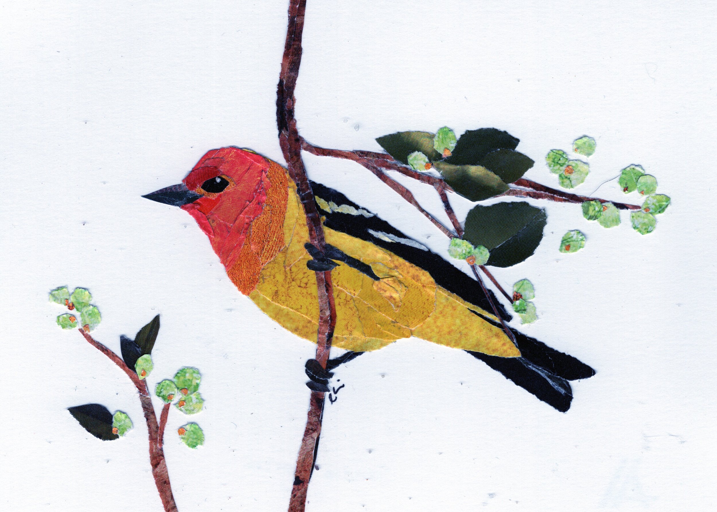Western Tanager with Leaves and Small Pale Green Buds