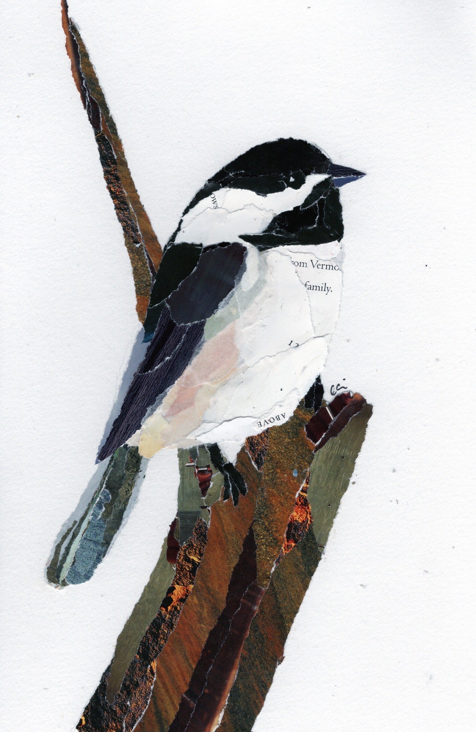 Chickadee Sitting on a Broken Branch