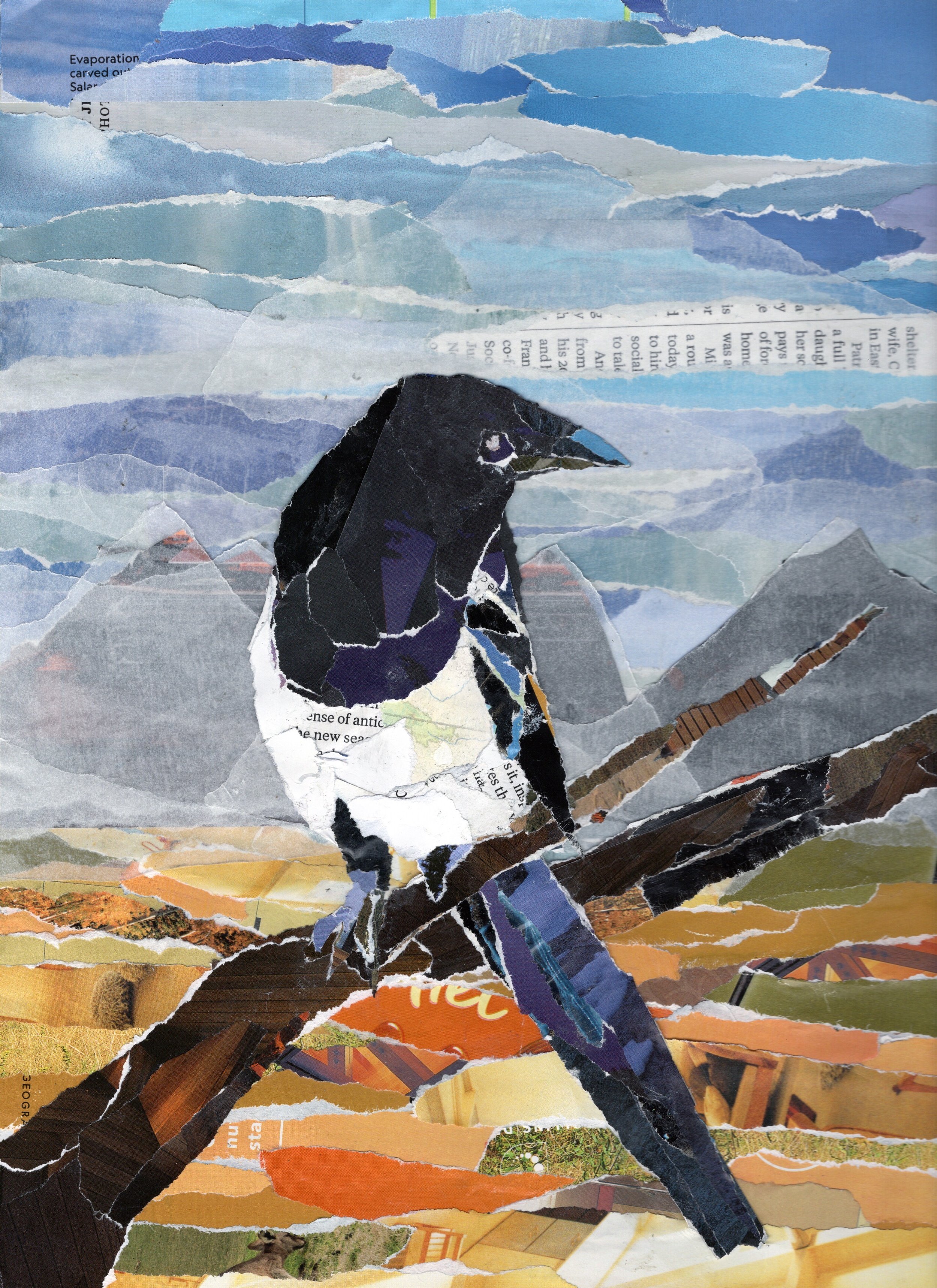 Black Billed Magpie with Mountains and Hills