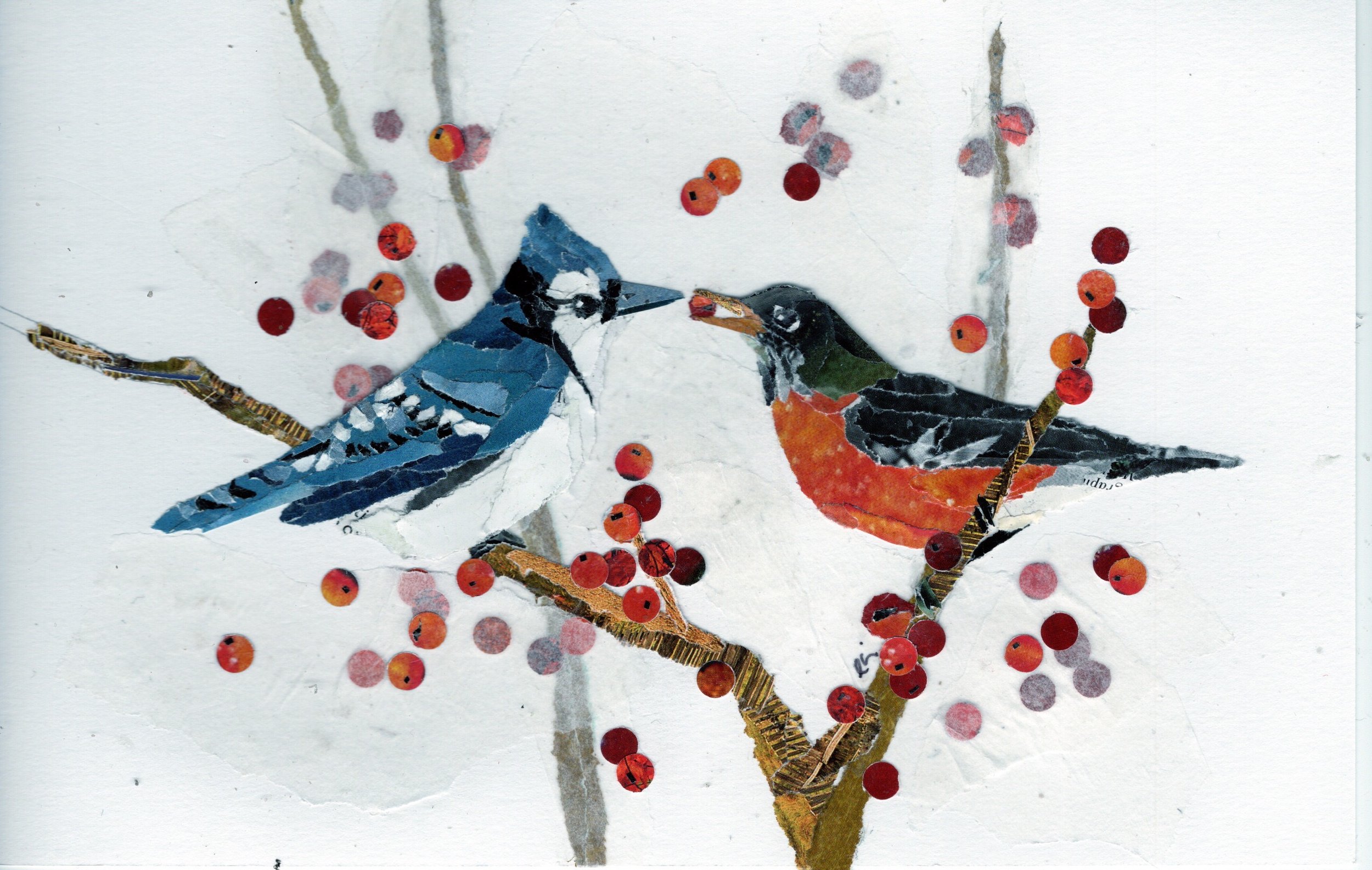 American Robin Feeding a Blue Jay a Red Berry