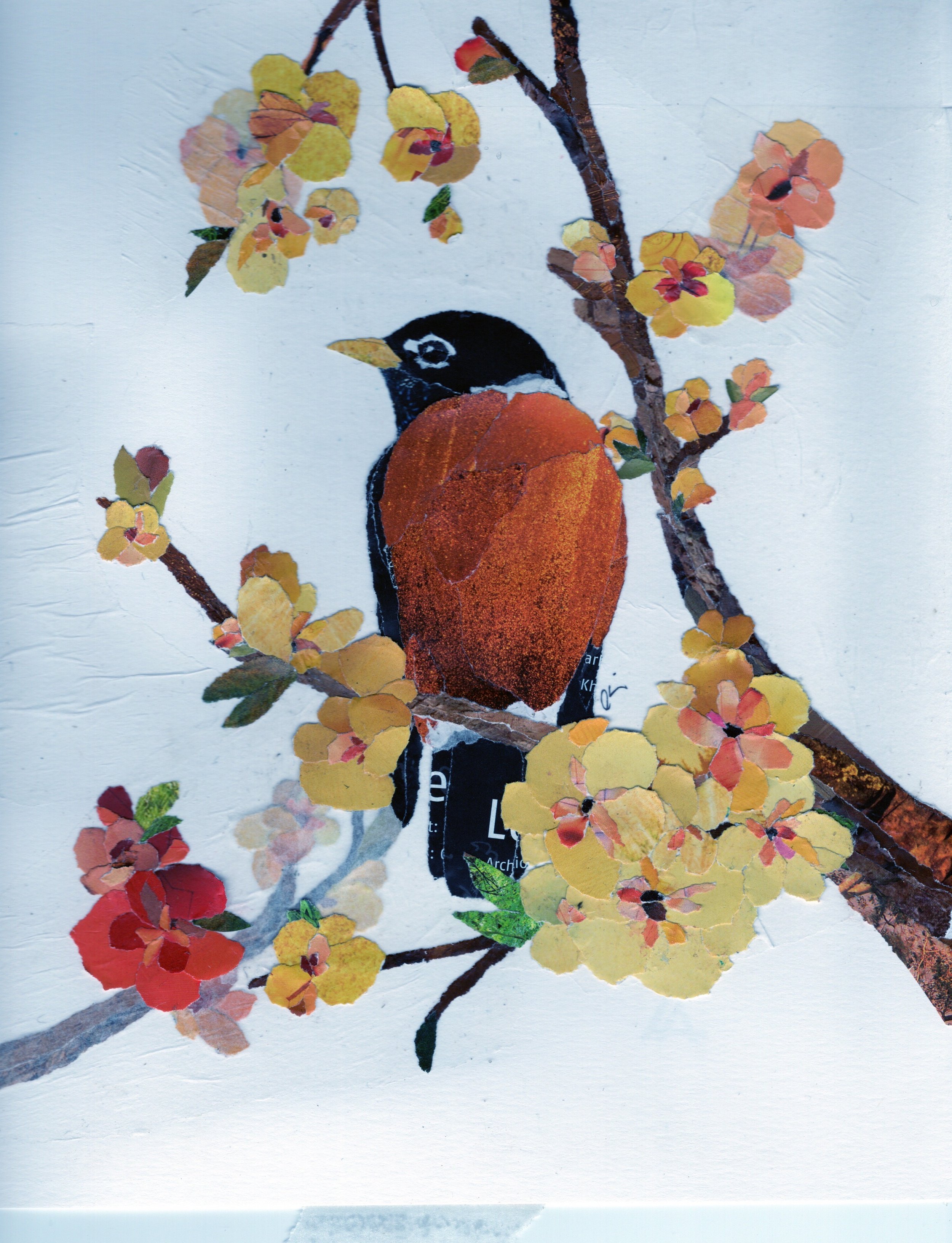 American Robin in a Branch Full of Yellow Flowers