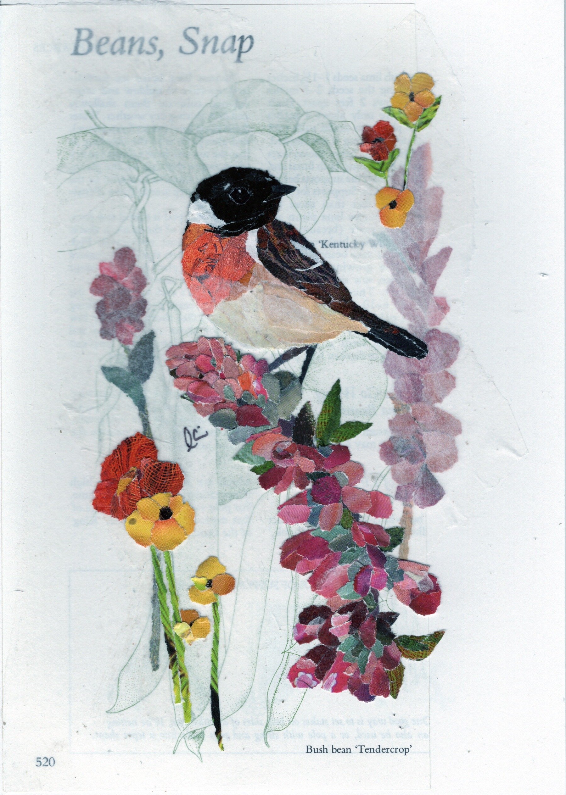 Stonechat Among Various Wildflowers