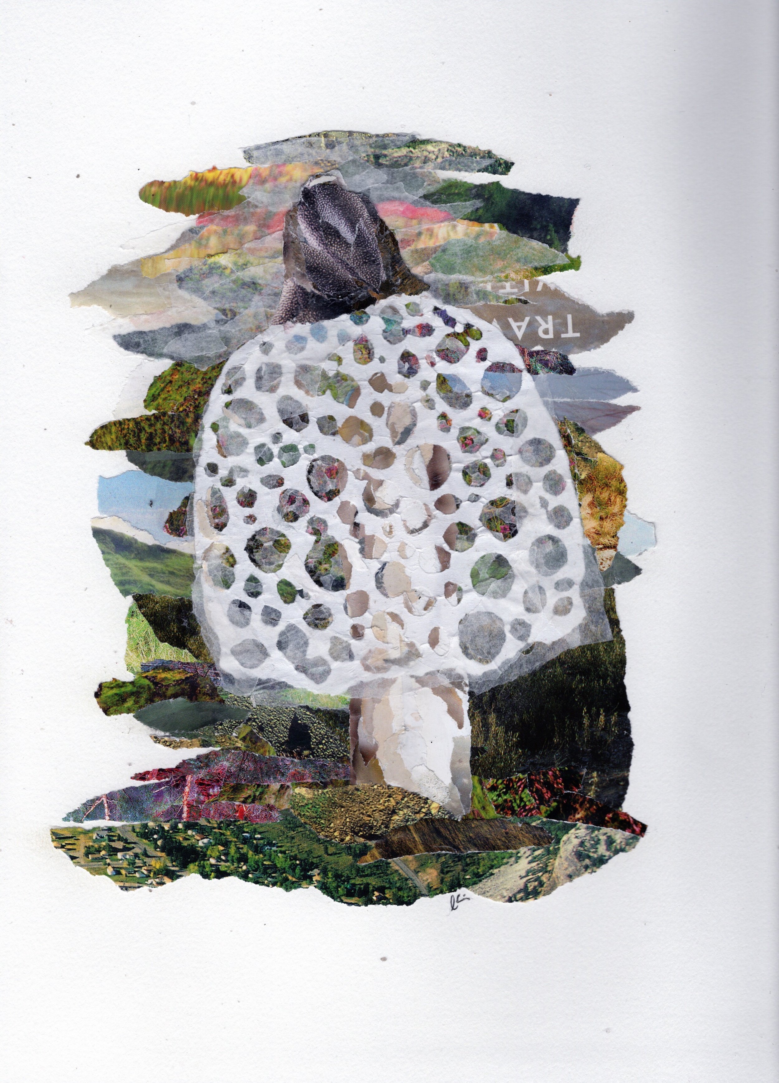 Bamboo Mushroom / Bridal Veil Mushroom on a Mossy Background