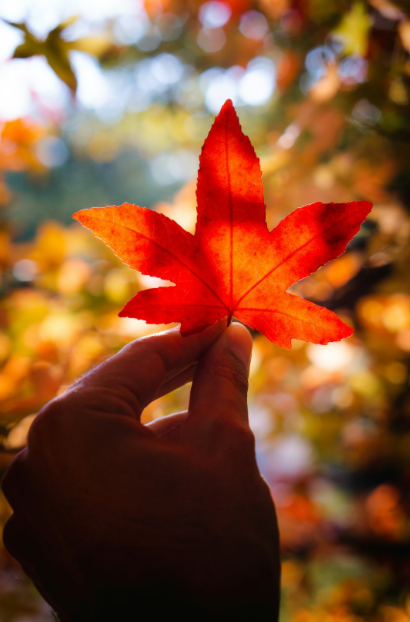 An autumn leaf representing samhain