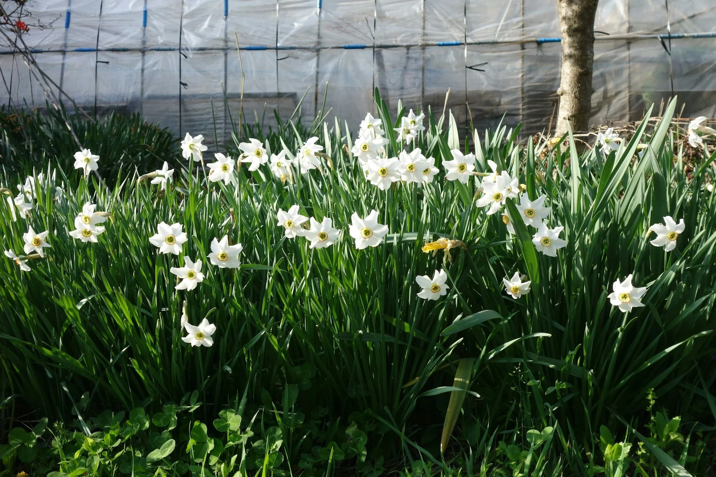 Jonquils to represent early spring and the sabbat imbolc