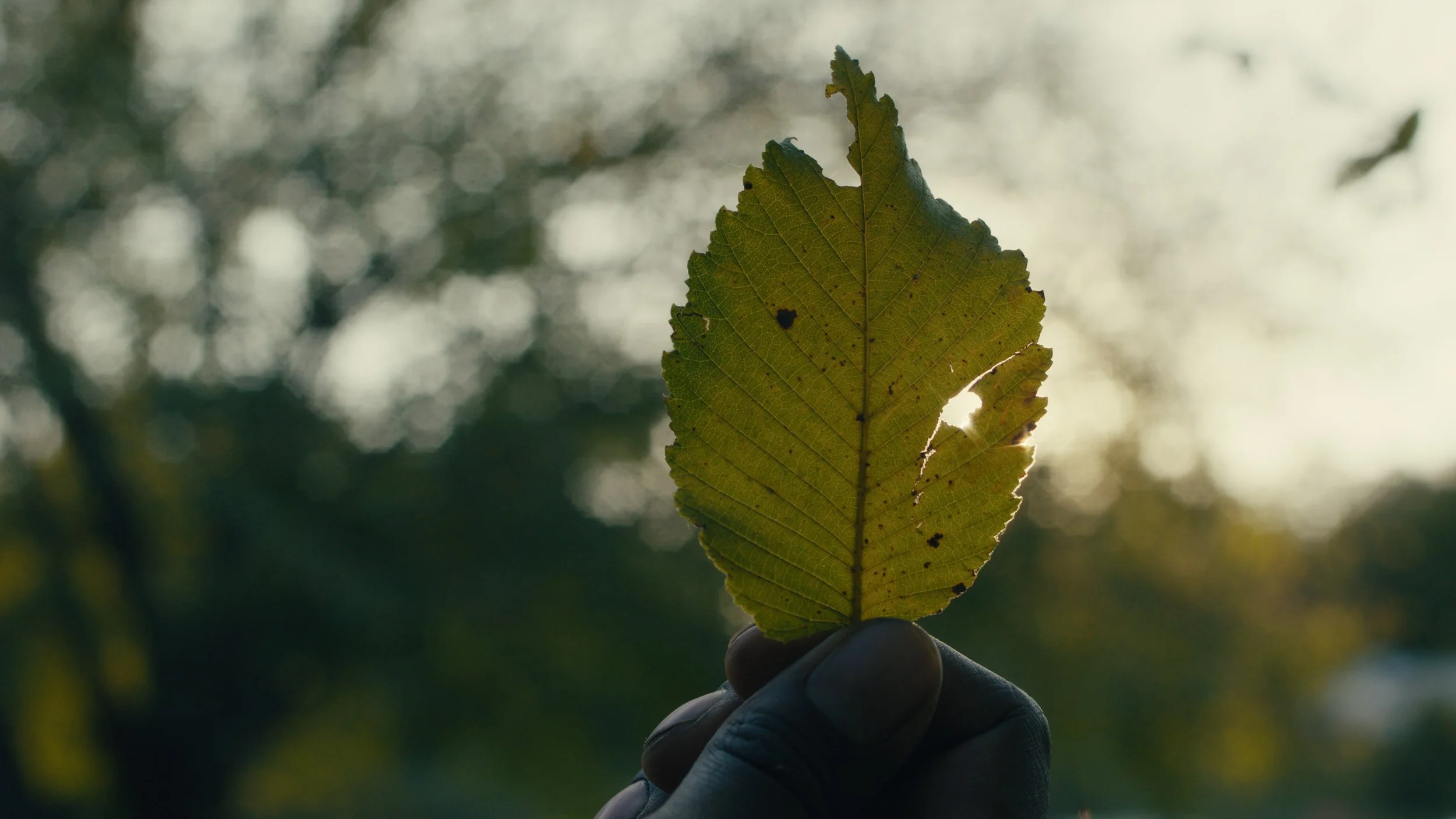 compressedImage (8).jpeg