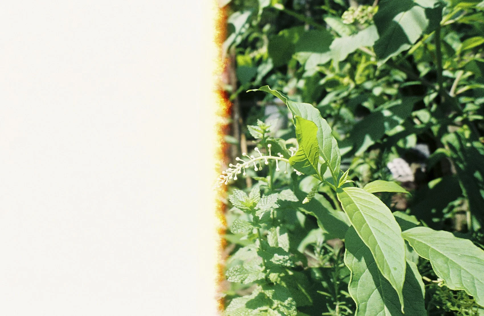 Hannah Mrakovčić
New York, NY

Hannah Mrakovčić is a New York City–based photographer whose work moves between landscape, still life, nature, and architecture.

The beginnings of a new roll of film often carry visible imperfections — light leaks, haz