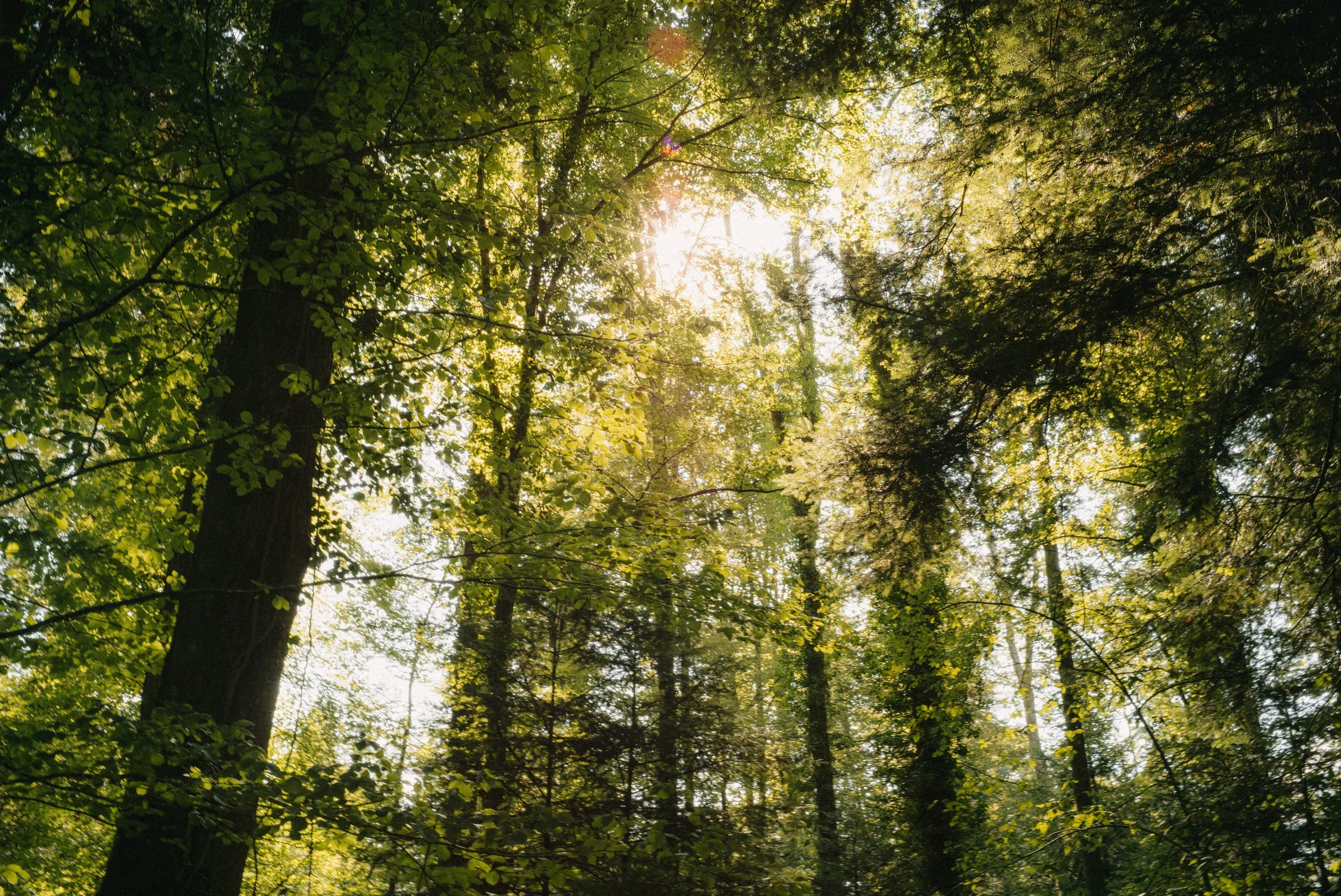 animal voice Vermisste Tiere