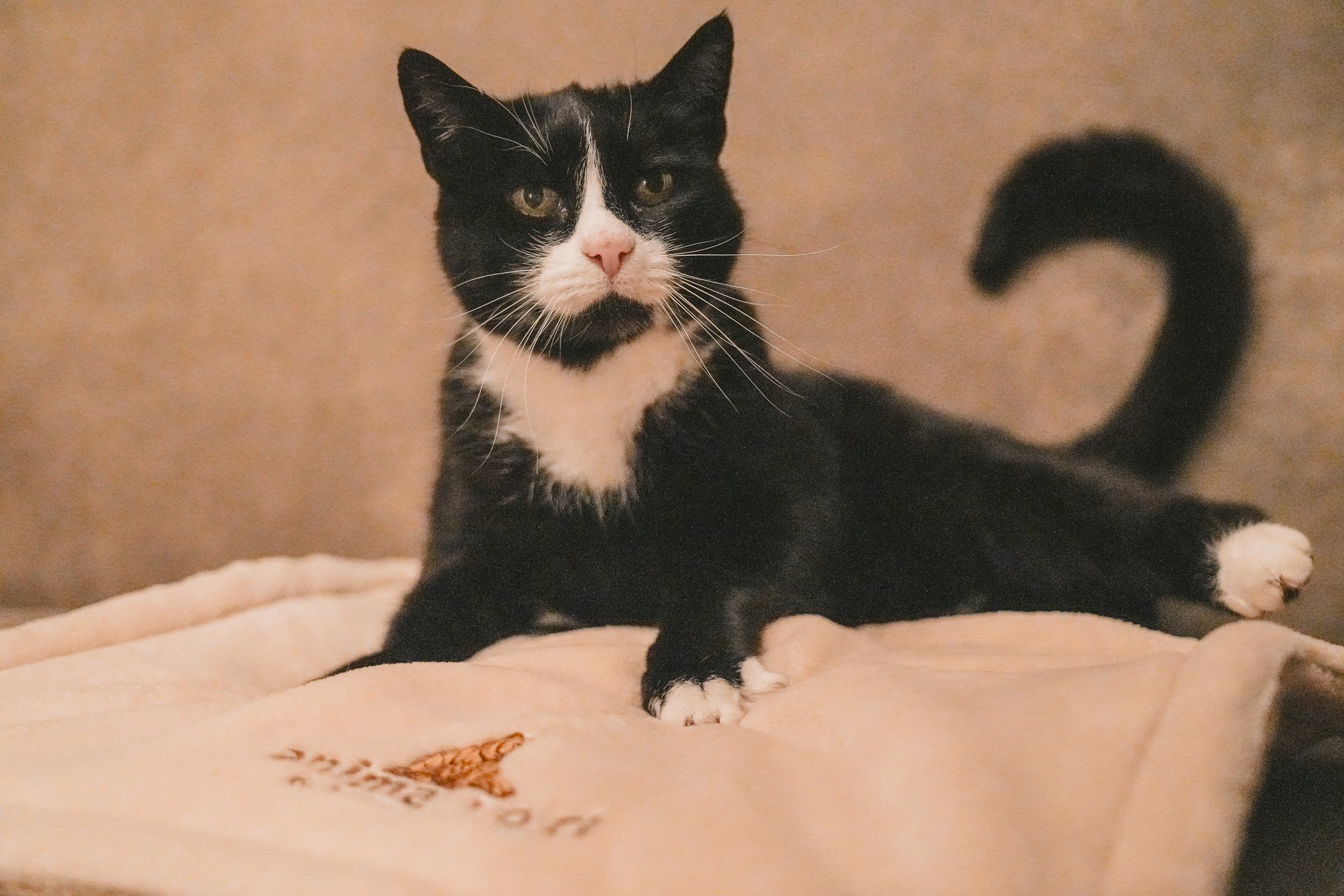 Tiere auf Flauschdecke4.jpg