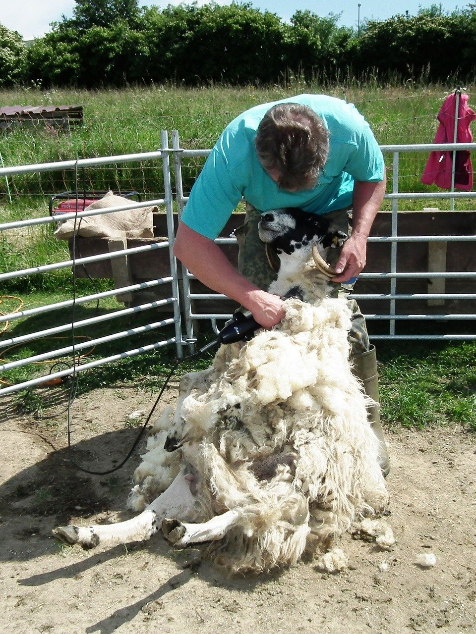 sheep-shearing.jpg