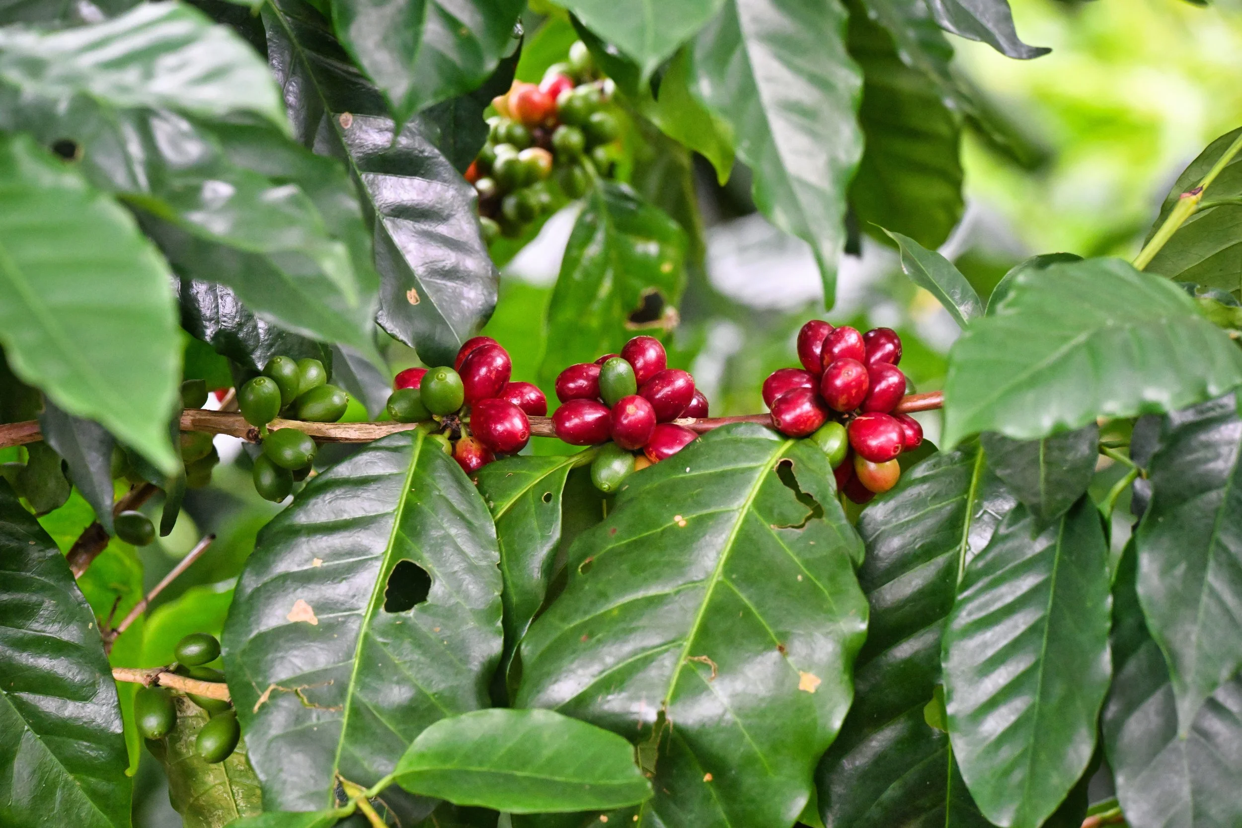 coffee is ready to be picked