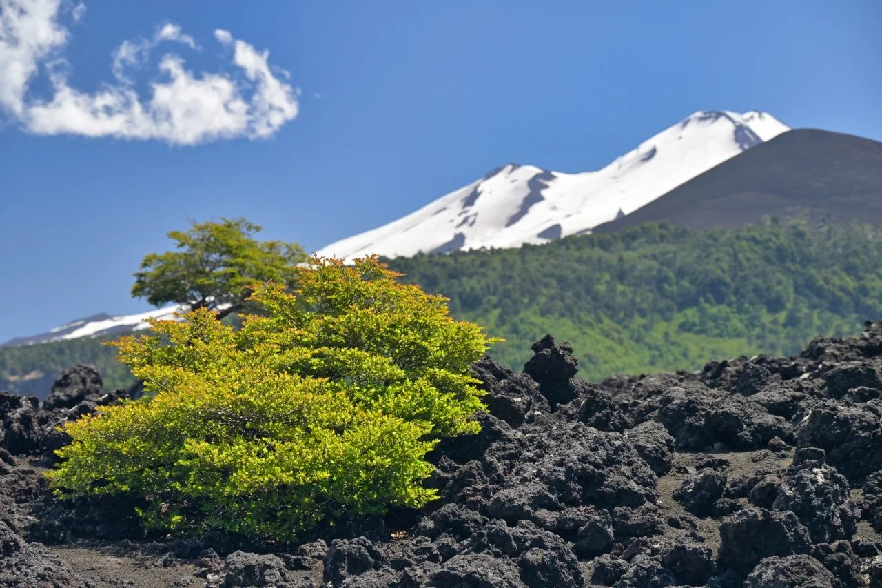  very resilient tree growing in the middle of the lava field
