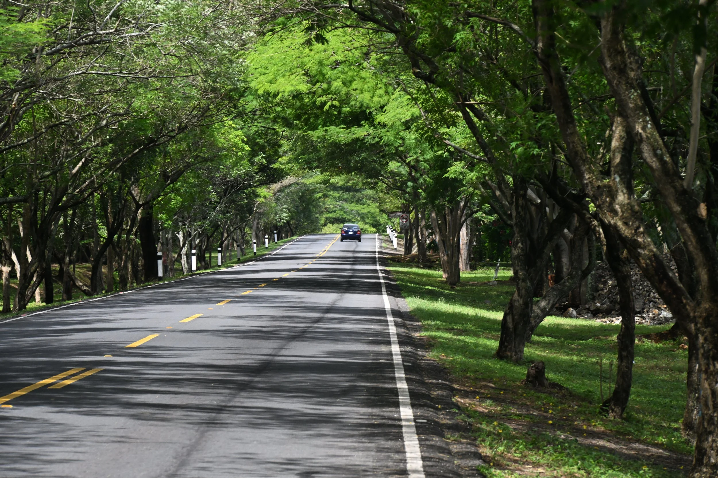 nice road cover by trees