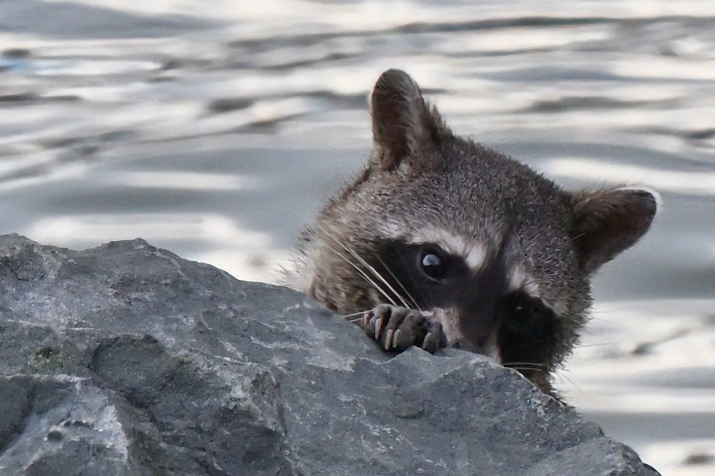 my friend, one of many