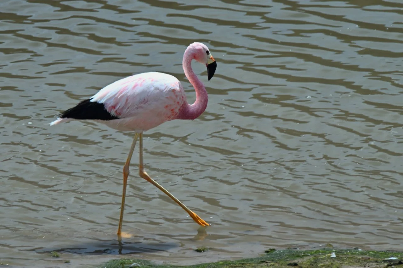  Walking with the purpose.