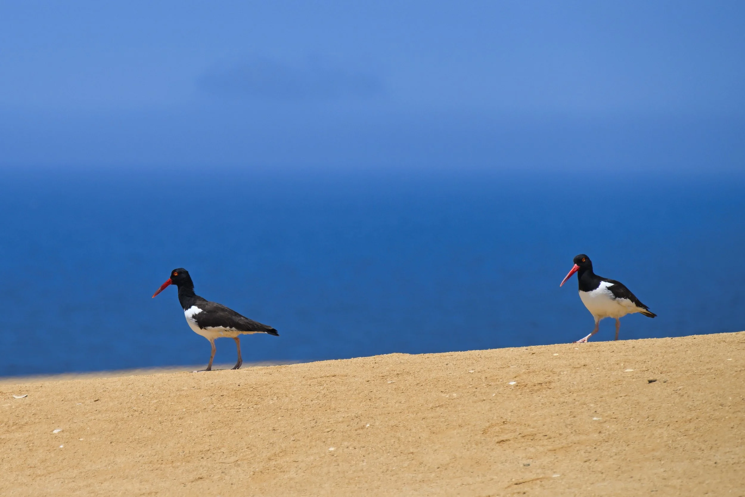 these guys didn't like me